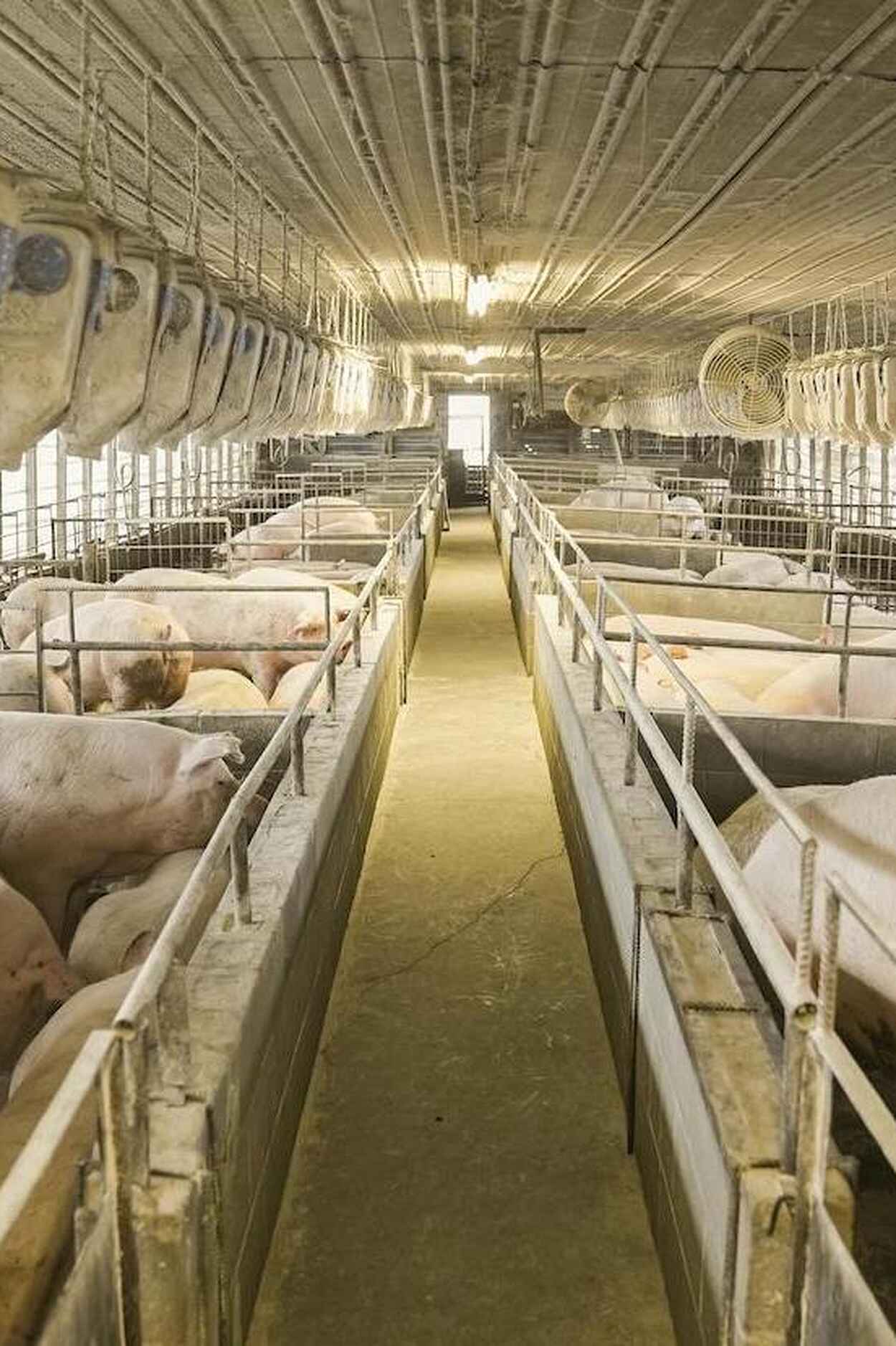 Interior of a concentrated animal feeding operation with pigs in individual pens along a long corridor, equipped with overhead feeding systems