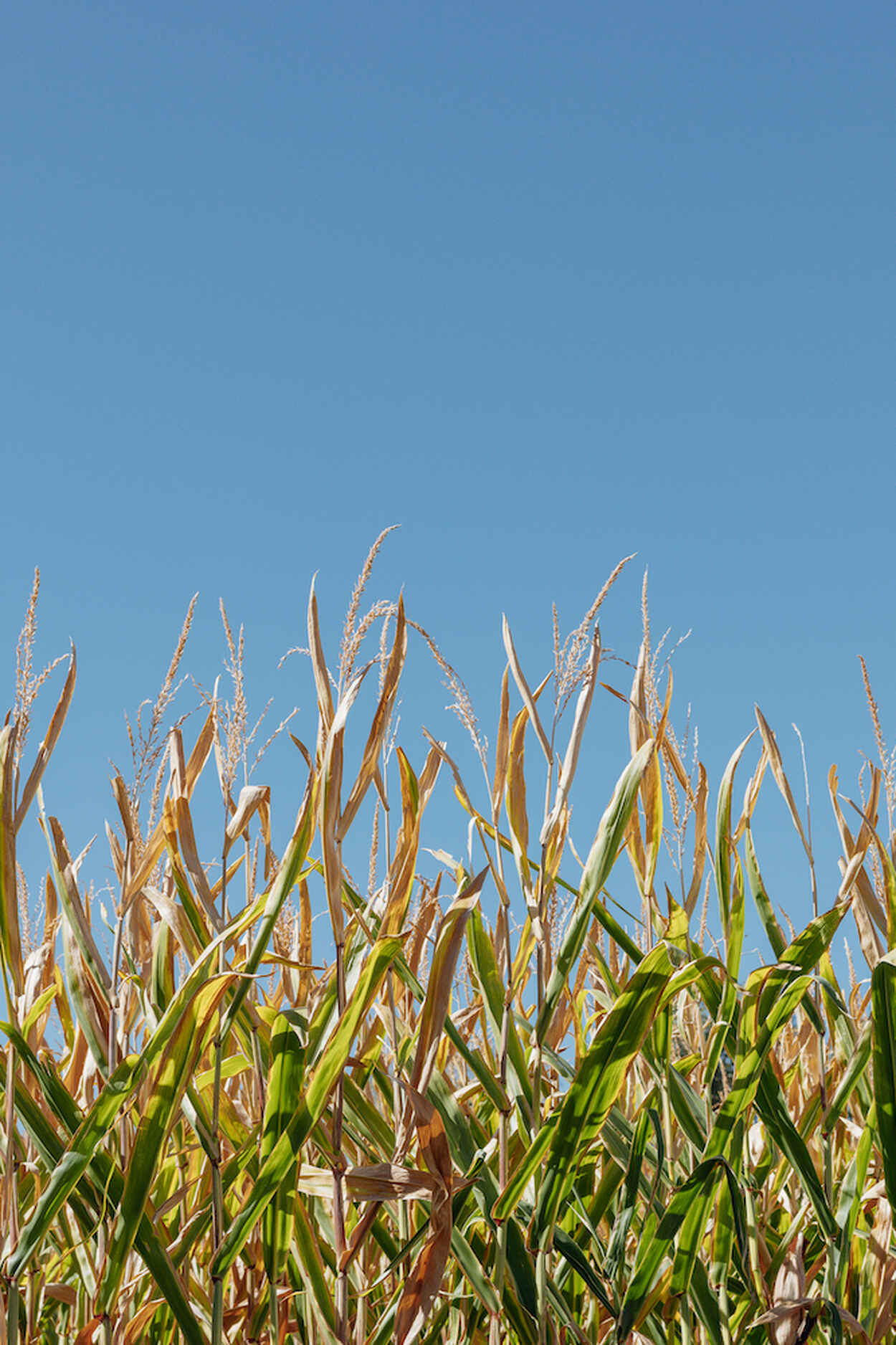 Mature corn field with dried stalks and tassels against a clear blue sky