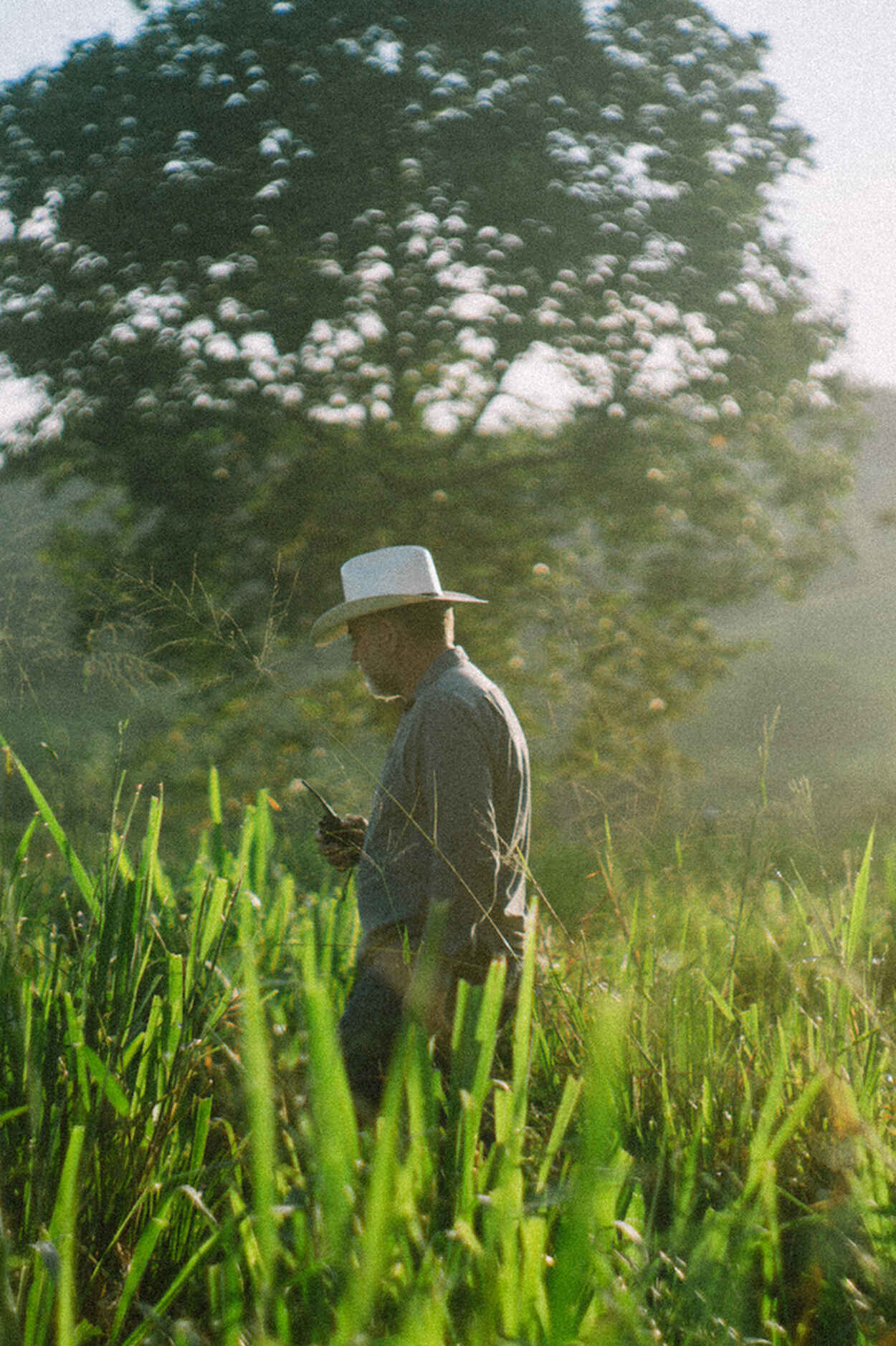 Farmer in a field of green cover crops under morning sunlight with forested hills in the background