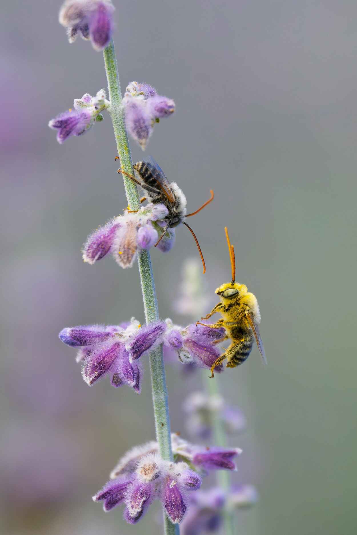 Two bees pollinating purple flowers on a single stem