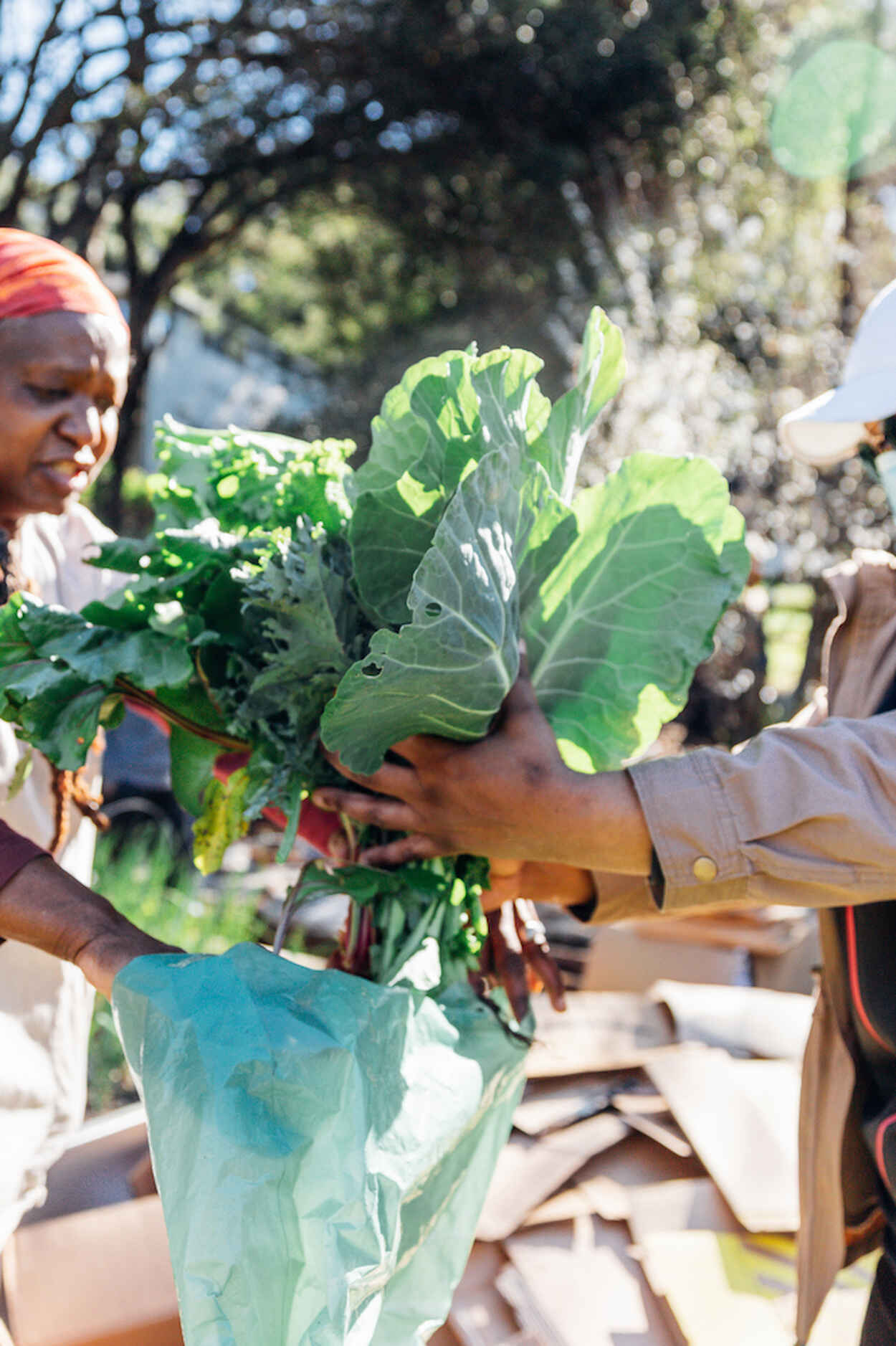 Two farmers exchange freshly harvested leafy greens in a community garden setting