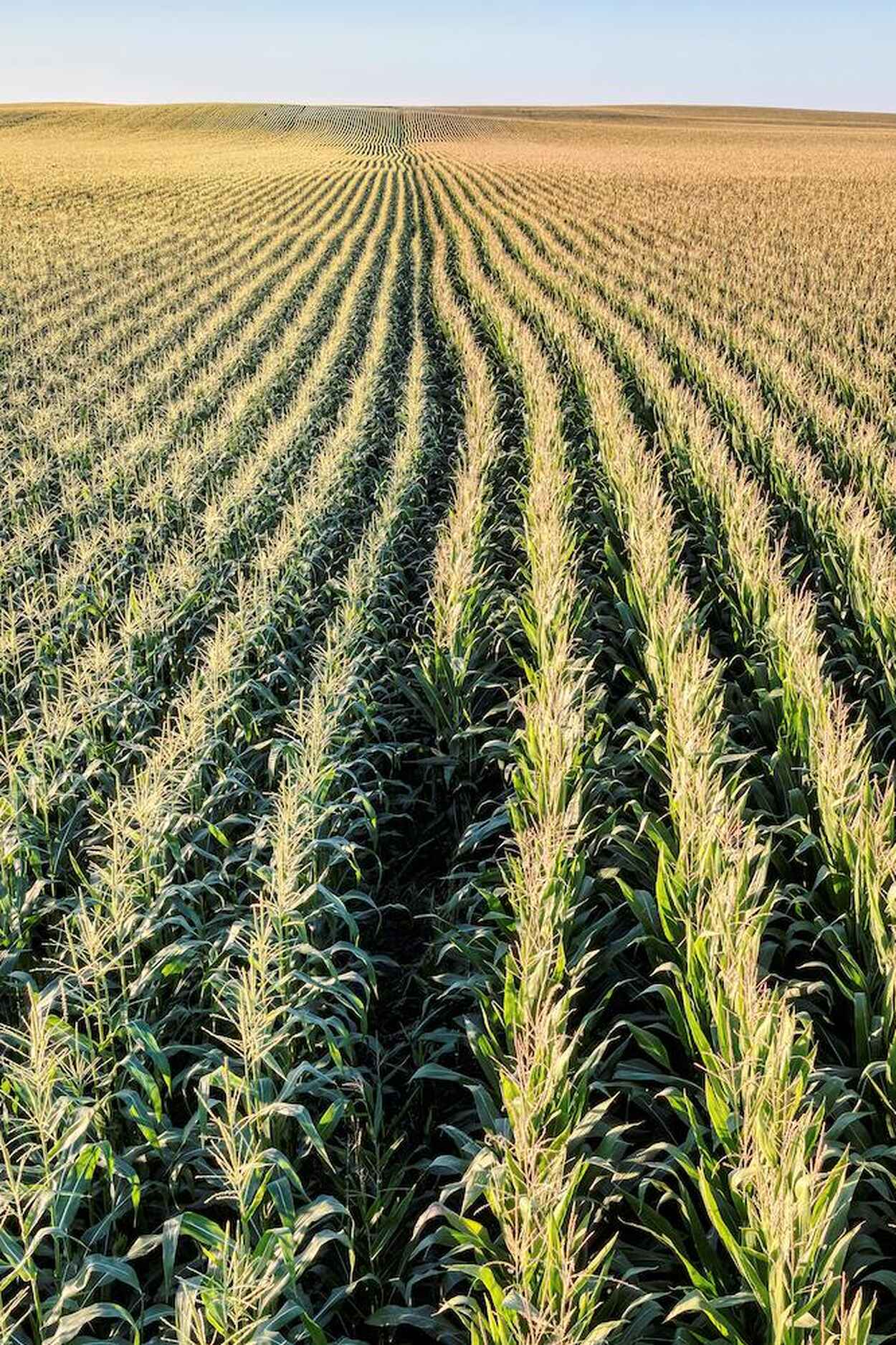 Rows of genetically modified corn plants stretching across a vast agricultural field