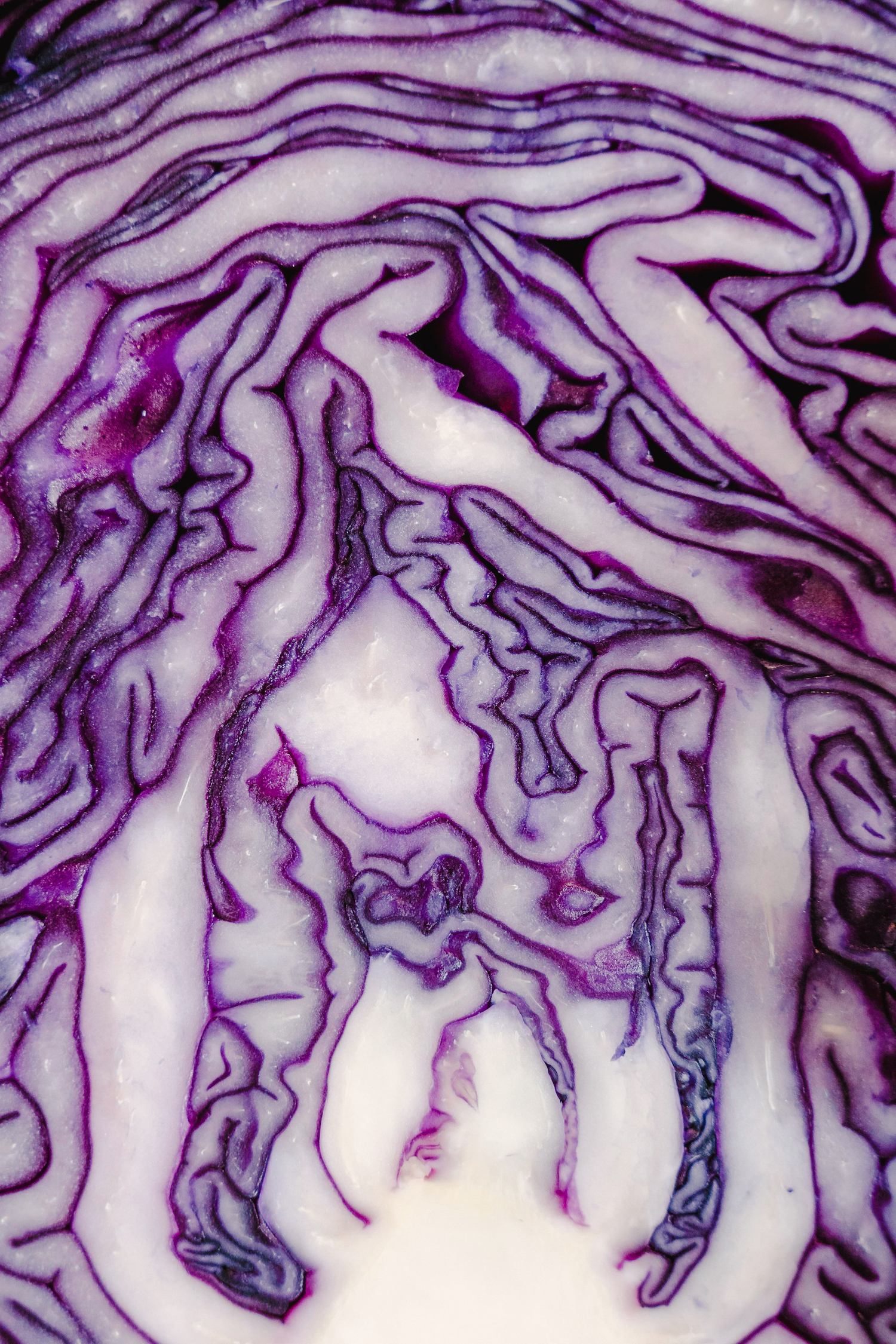 Cross-section of red cabbage showing its layered, wavy internal structure