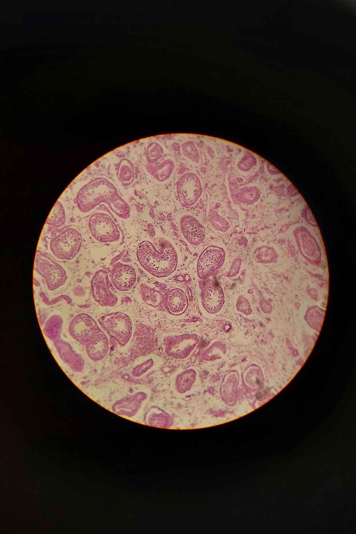 Microscopic view of soil microbiome showing various bacterial cells stained in pink and purple