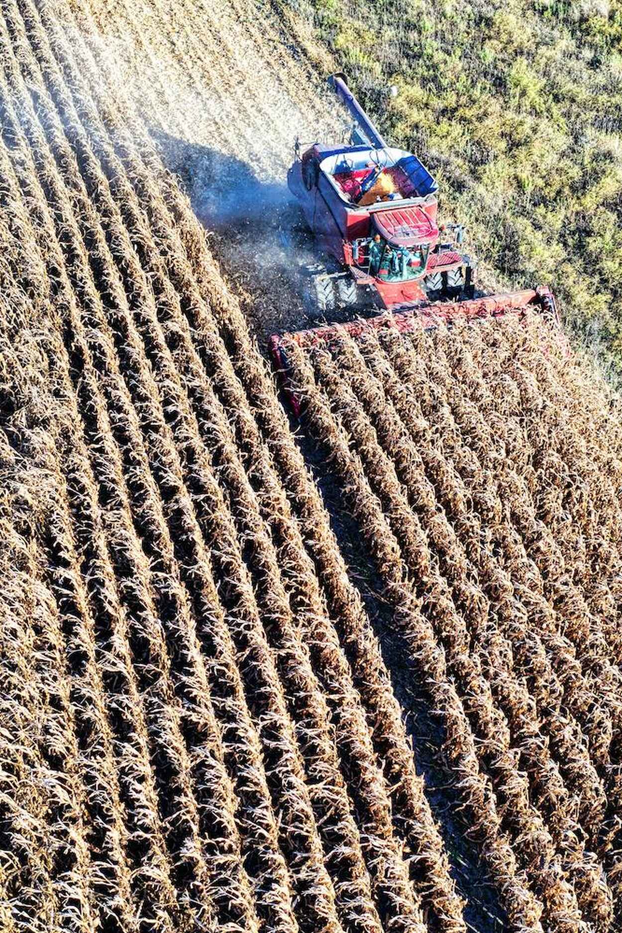 Red combine harvester working in a large monoculture crop field with rows of harvested and unharvested plants