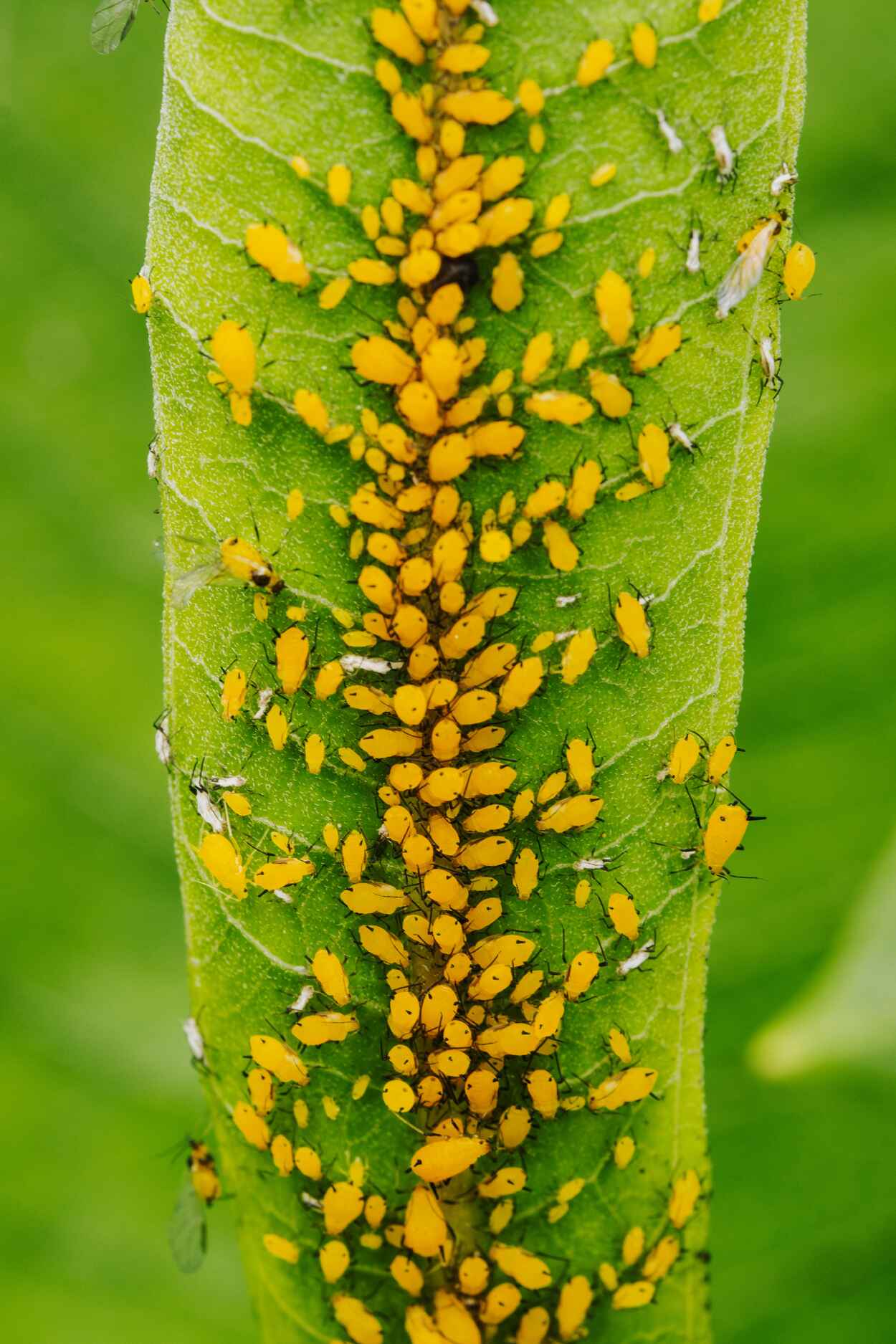 Colony of yellow aphids clustered on a green plant stem