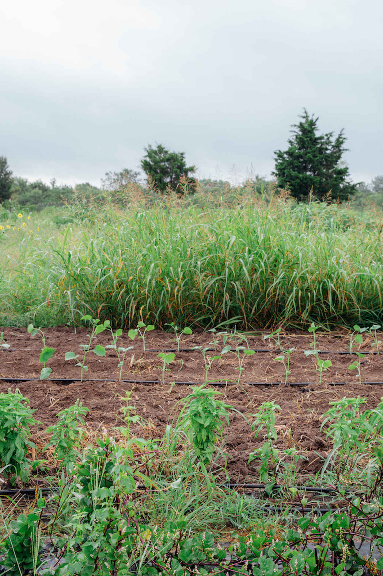 A no-till farm showing mature crops in the background and young seedlings in tilled rows in the foreground, demonstrating crop rotation practices