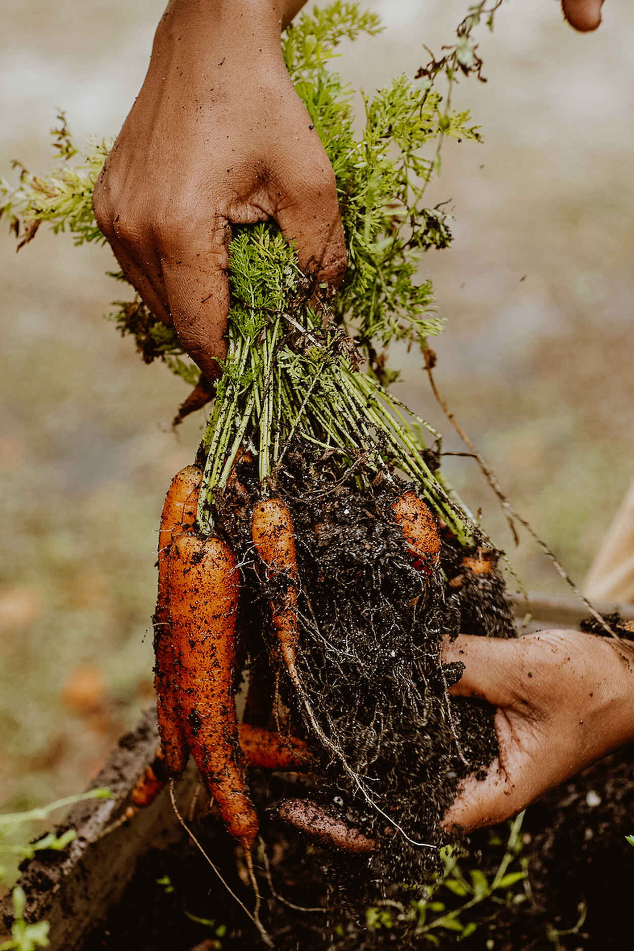 Hands harvesting a fresh carrot with green leafy tops still attached, showing soil clinging to the root vegetable