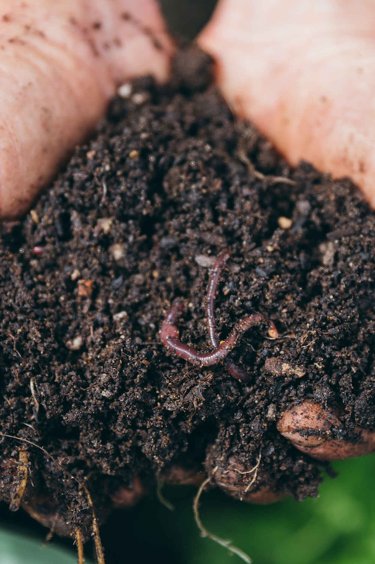 Hands holding nutrient-rich soil with earthworm and organic matter visible