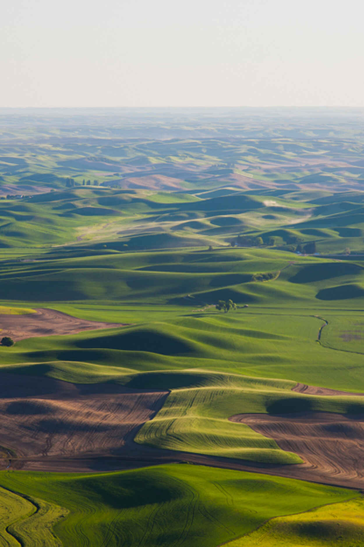 Aerial view of the Palouse region showing rolling hills with alternating patterns of green crops, golden wheat fields, and brown plowed soil