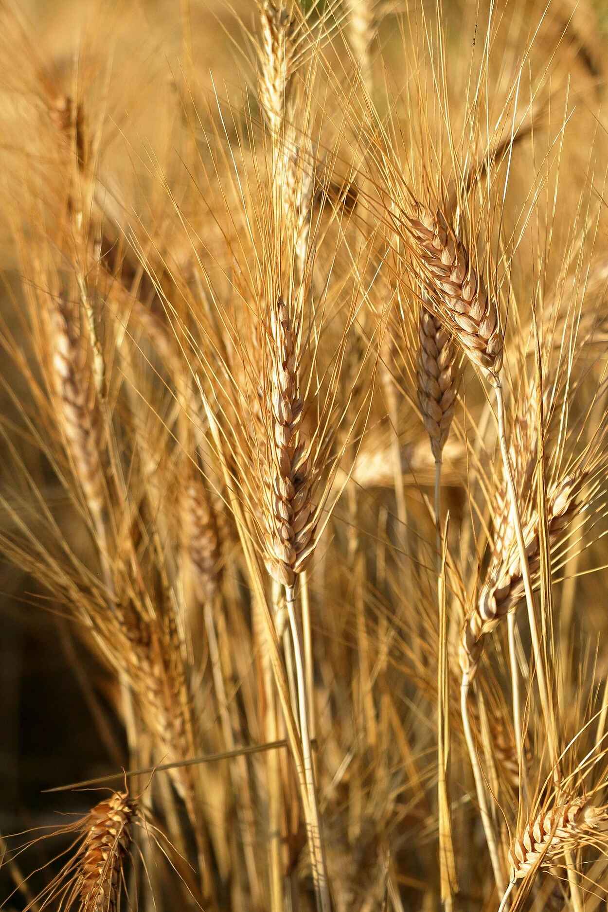 Mature barley crop with golden heads ready for harvest