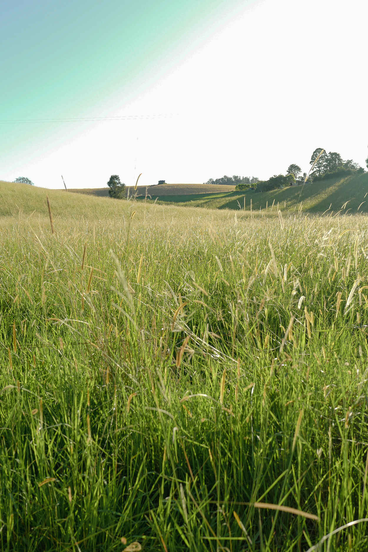Rolling green grain fields under blue sky with trees lining the horizon