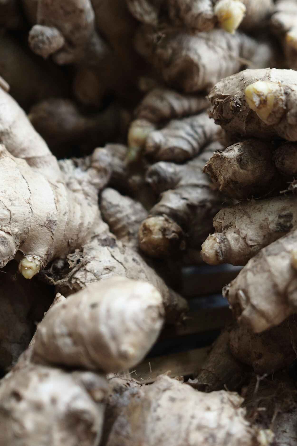 Freshly harvested ginger rhizomes clustered together, showing their characteristic knobby, light-tan appearance