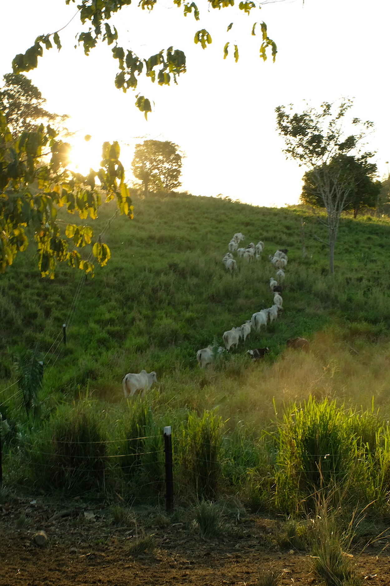 Herd of cattle grazing in a rolling pasture divided by white gates and fencing, with trees scattered across the landscape at sunset