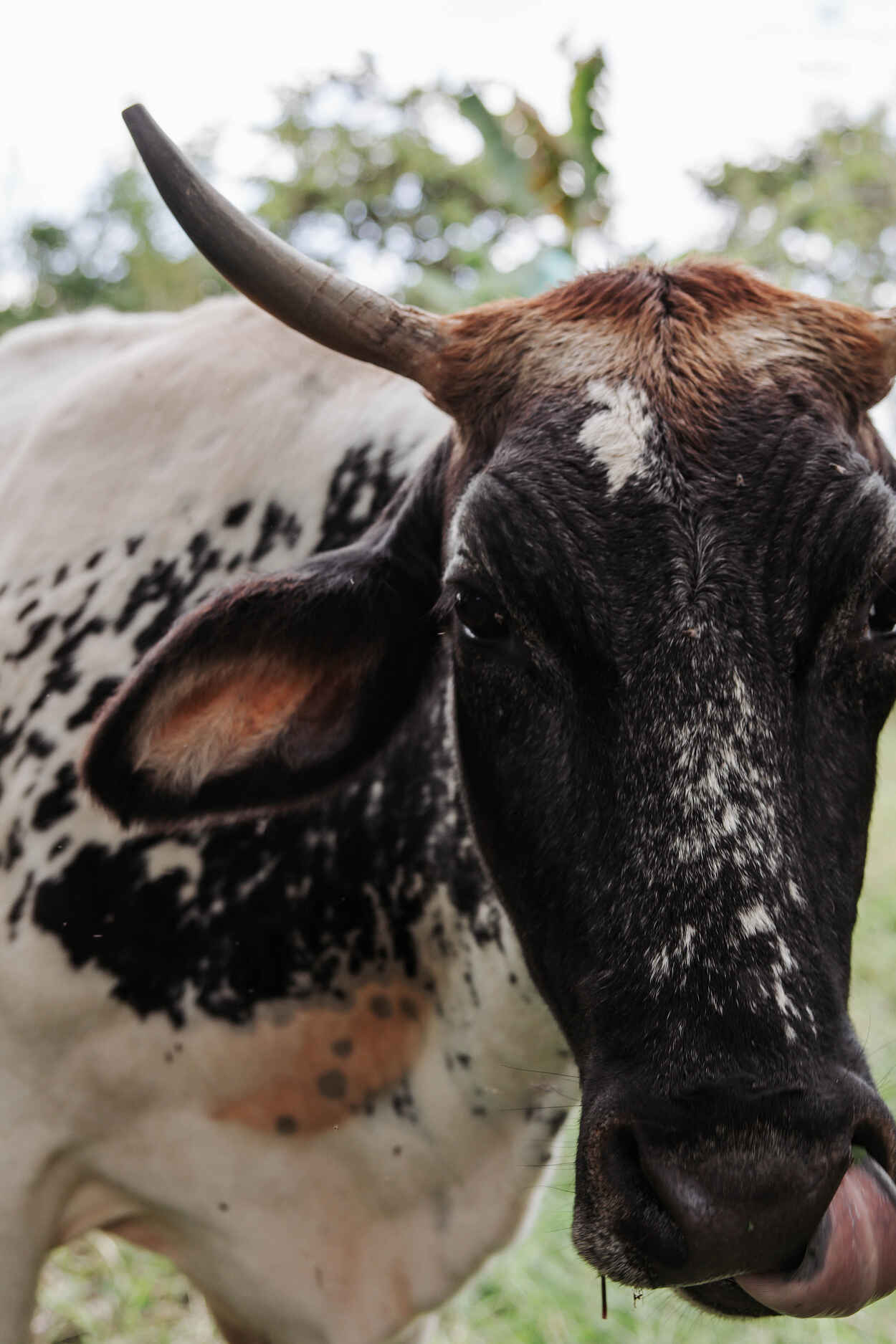 Spotted cow with long horns standing in a pasture and looking at the camera