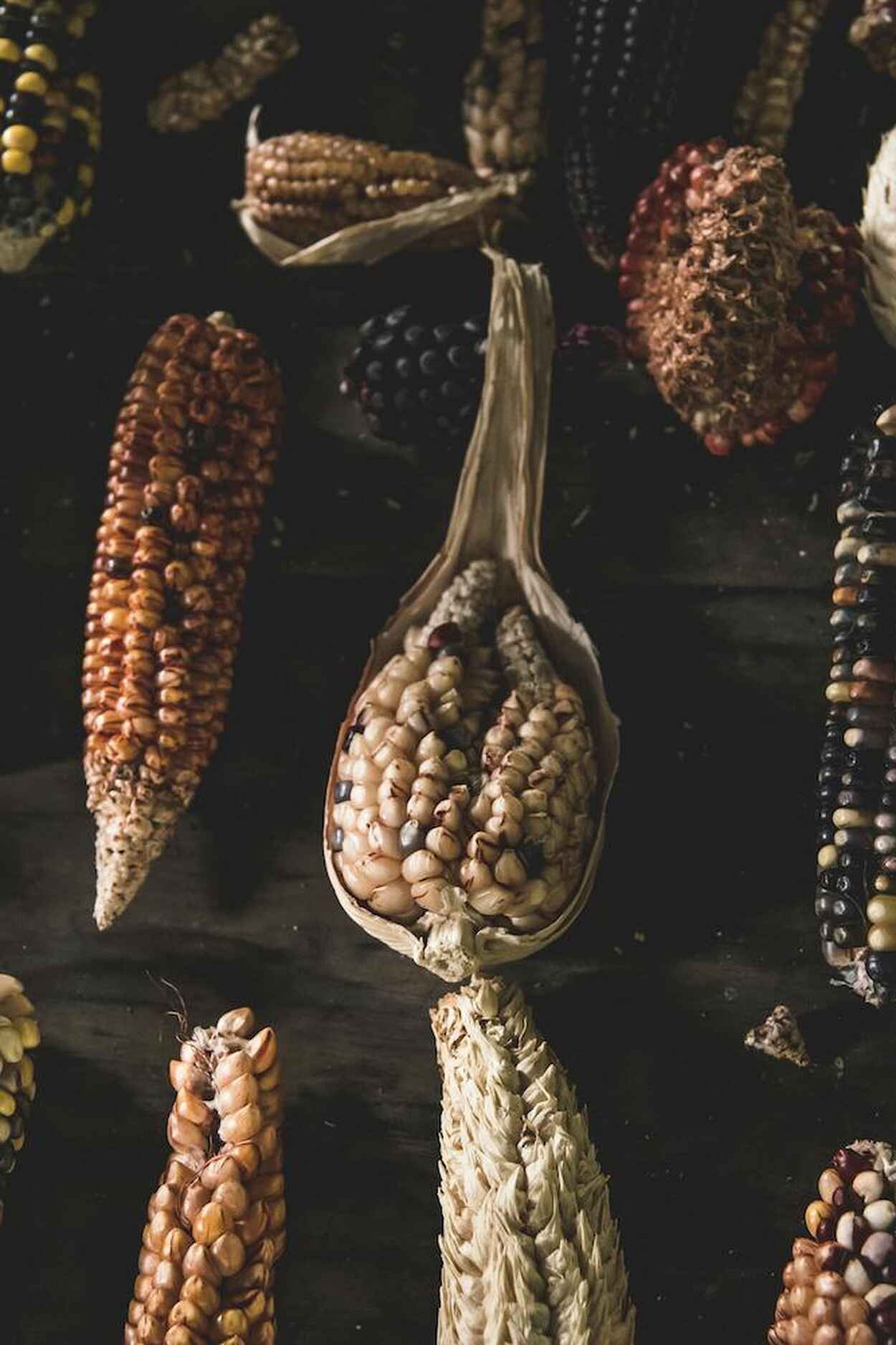 Collection of diverse corn varieties displaying different kernel colors and sizes