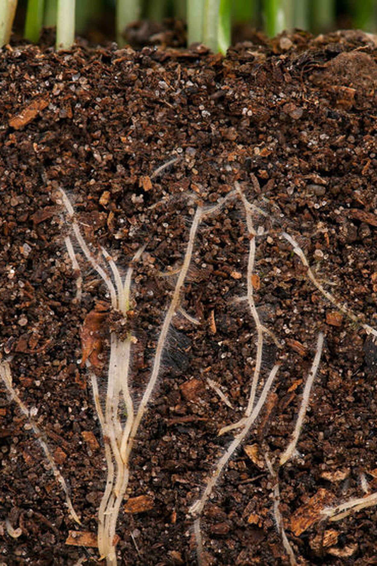 Plant seedling roots extending through dark soil with visible root systems and soil particles