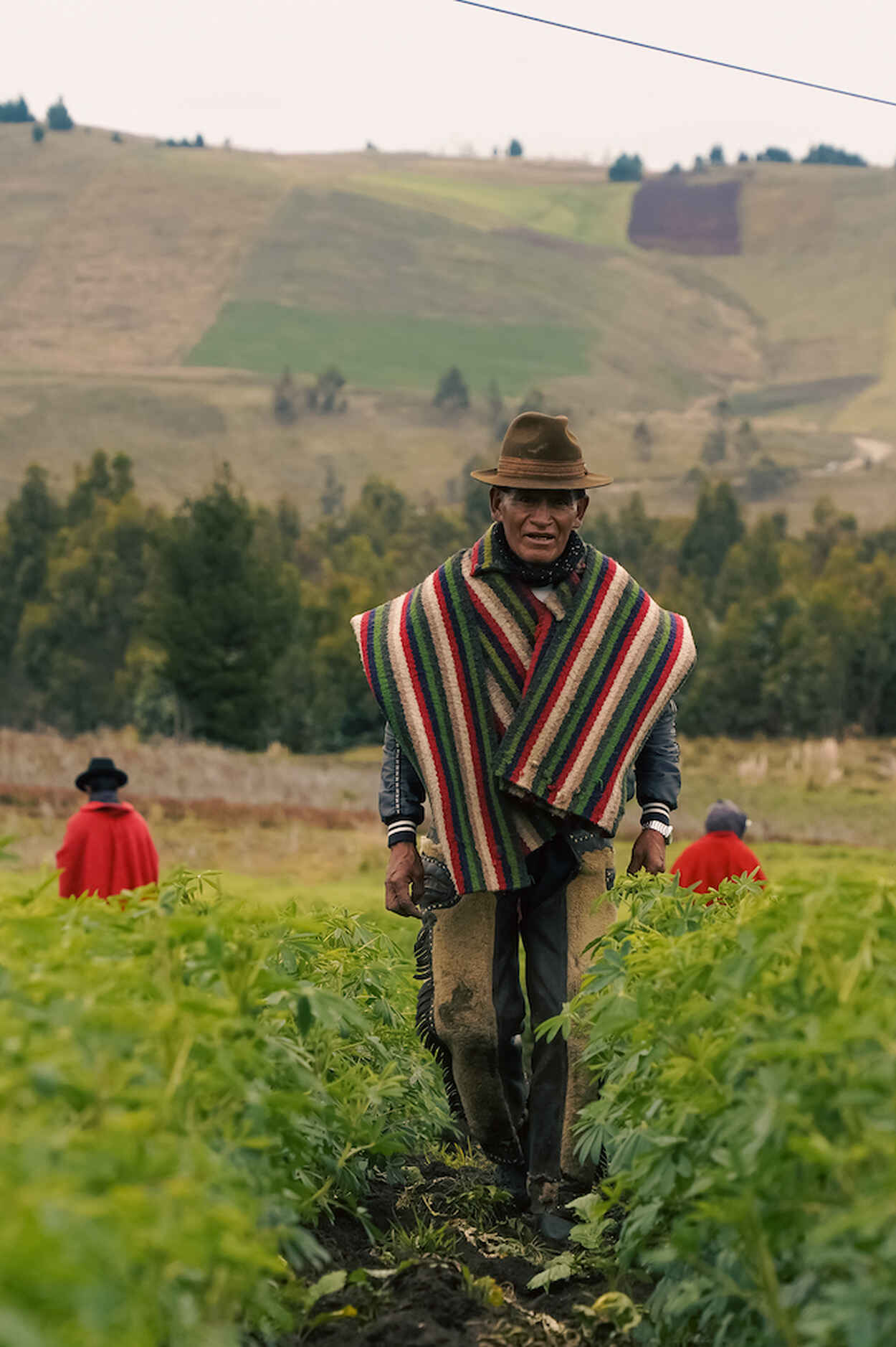 Farmer in traditional striped poncho walking through a vegetable field with agricultural workers harvesting crops in the rolling Andean highlands