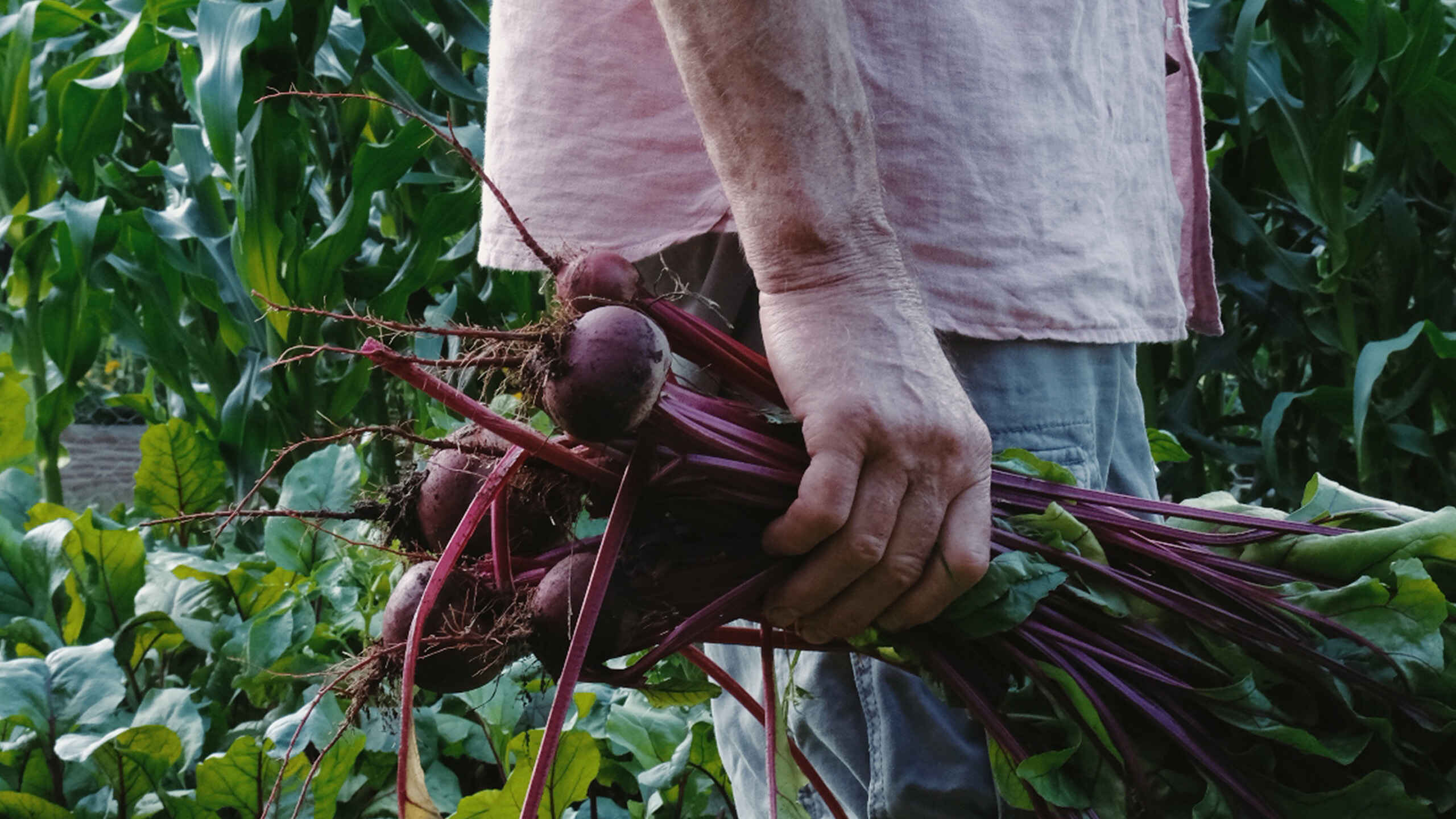 Farmer carrying freshly picked beets in a garden field.