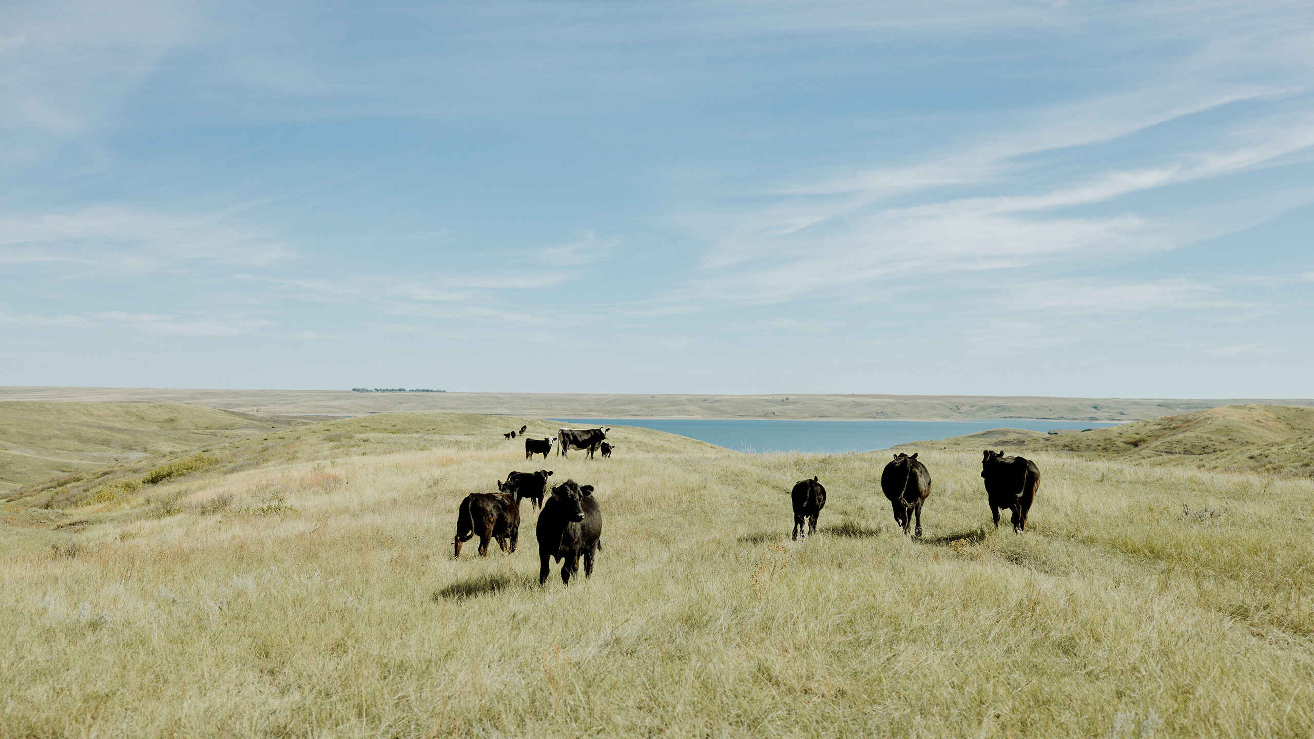 Black cattle grazing on rolling hills with a lake and pale blue sky in the distance.
