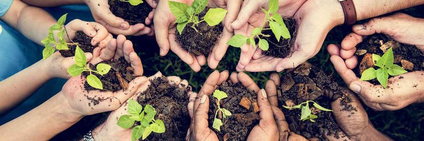 Group of people holding small seedlings in rich soil