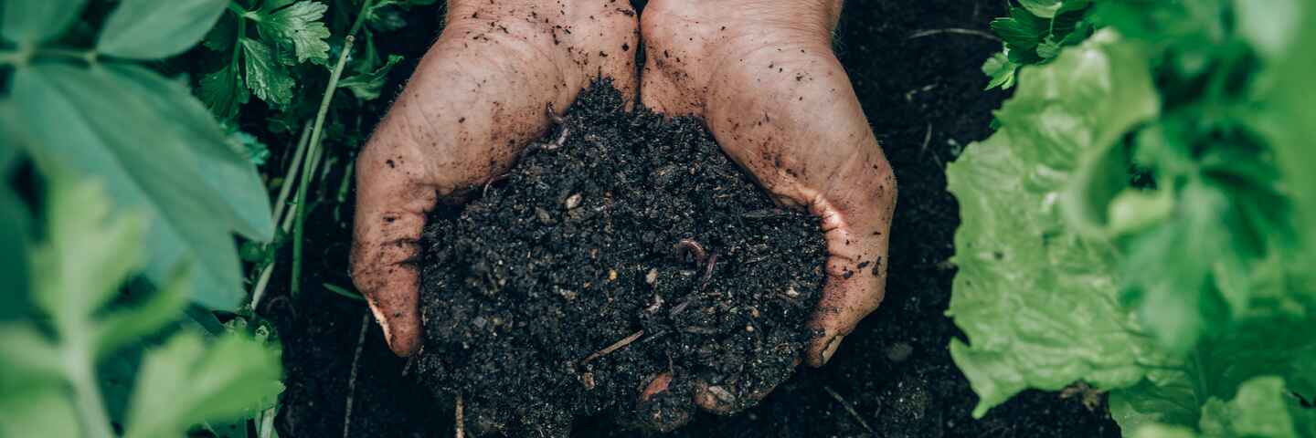 Hands holding rich, dark soil in a vegetable garden