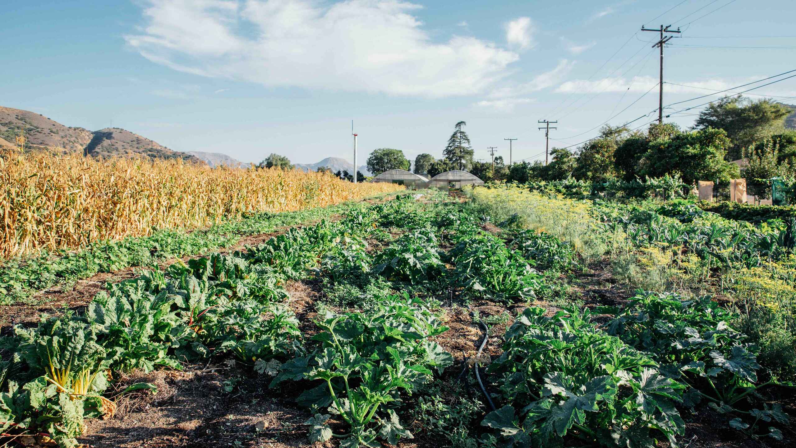 Diverse vegetable crops growing in a farm field with dried corn stalks and mountains in the background