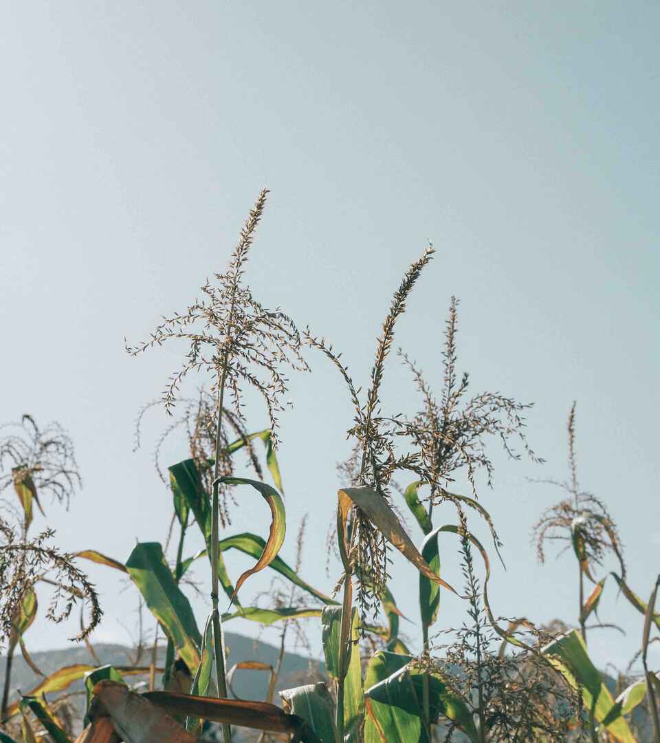 Mature corn plants with dried tassels and browning leaves in a field with hills in the background