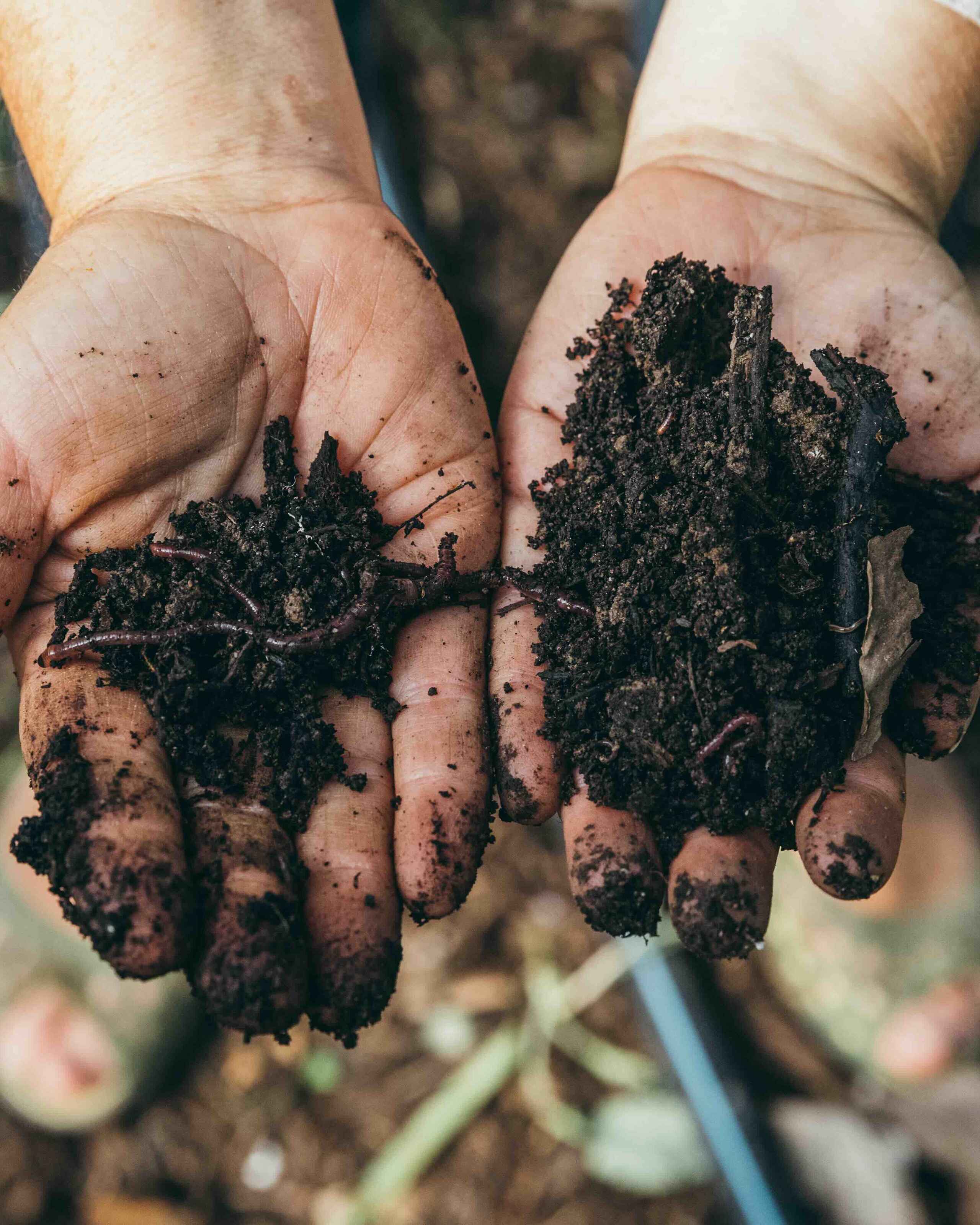 Hands holding rich, dark soil in a garden setting
