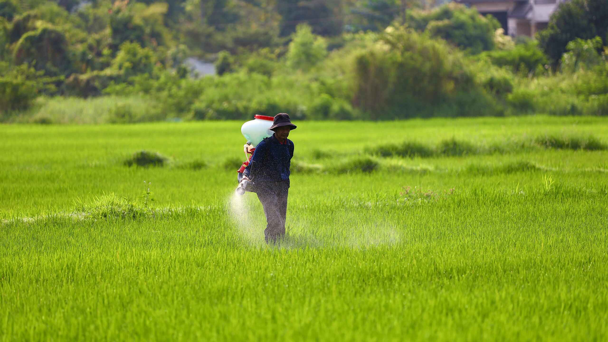 Farmer spraying pesticides across a green crop field