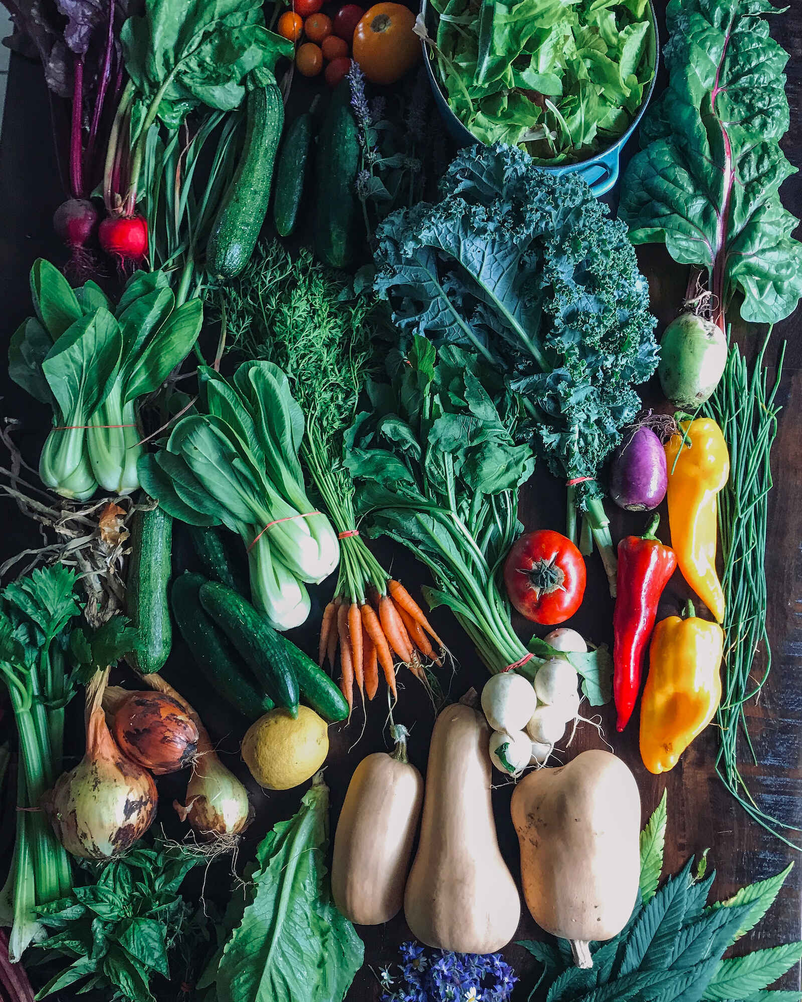 Assortment of fresh vegetables including leafy greens, squash, peppers, carrots, tomatoes, and root vegetables arranged on a dark surface