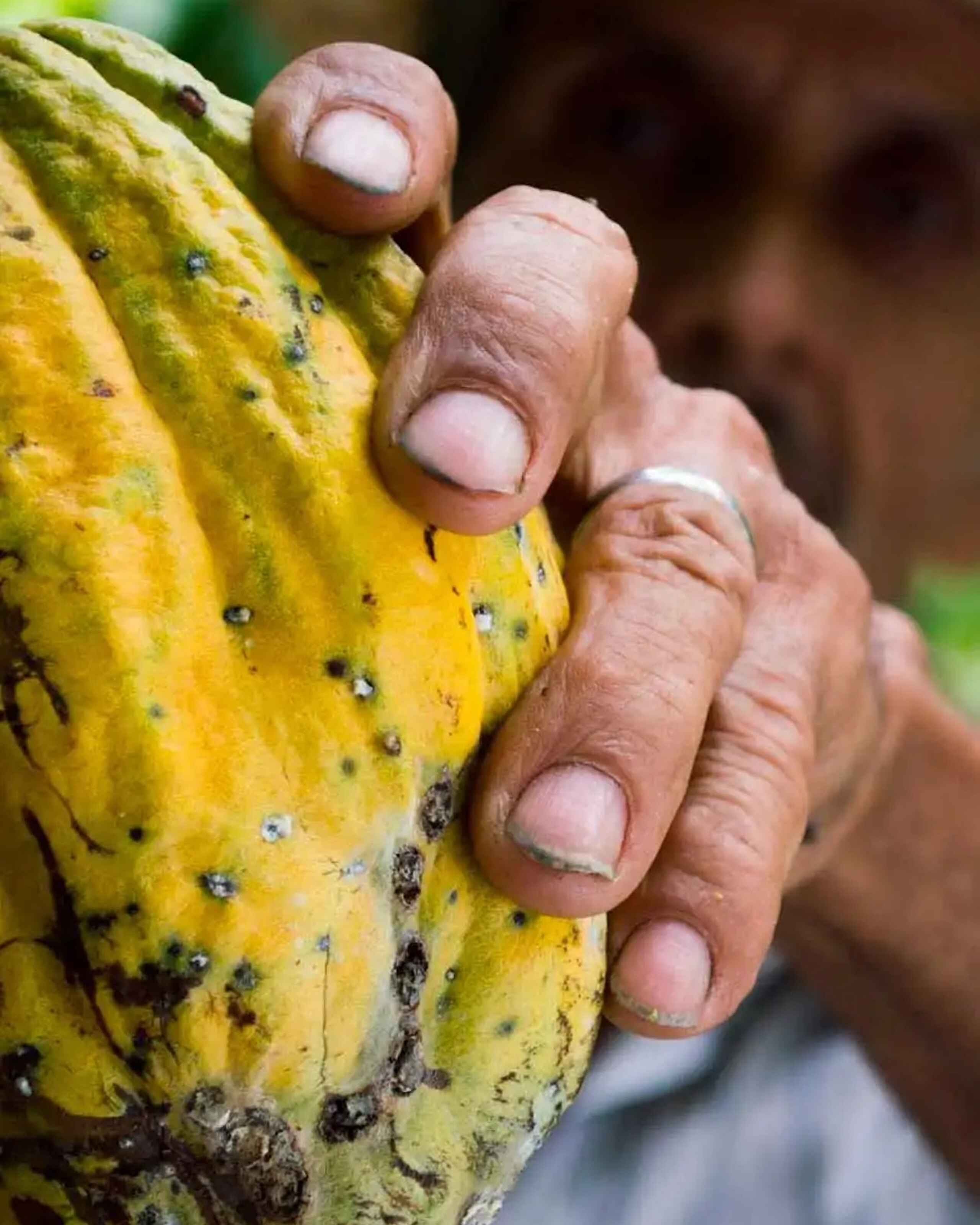 Farmer's hands holding a ripe cacao pod covered in dark spots