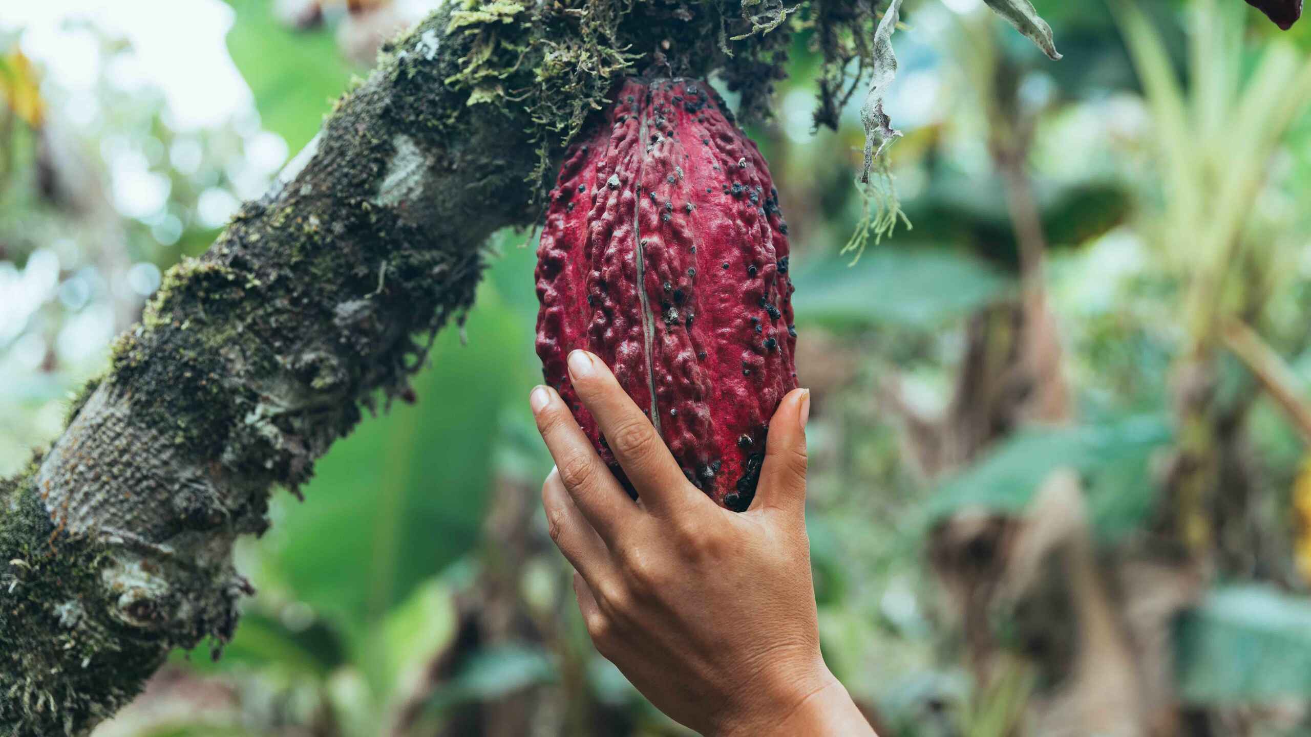 Hand holding a ripe cacao pod on a moss-covered branch in a tropical cacao plantation