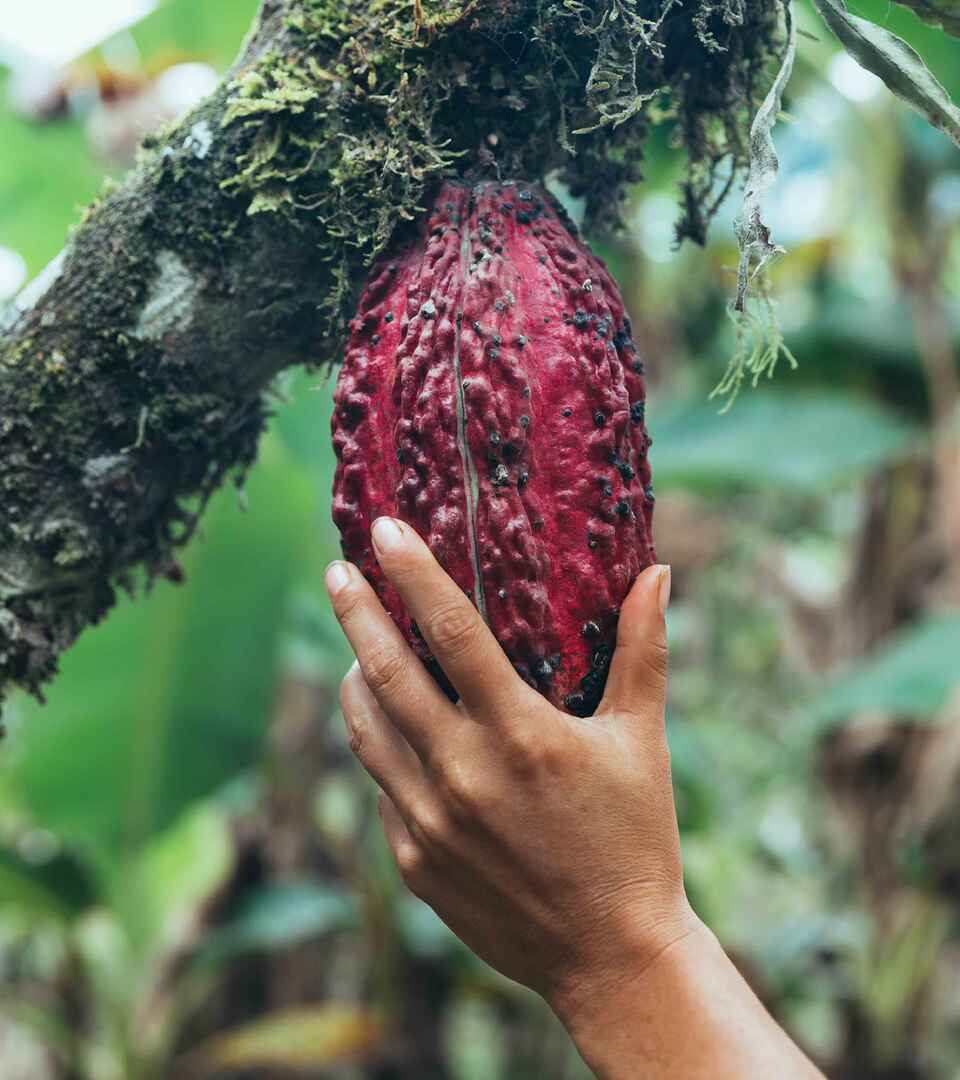 Hand holding a ripe cacao pod on a moss-covered branch in a tropical cacao plantation