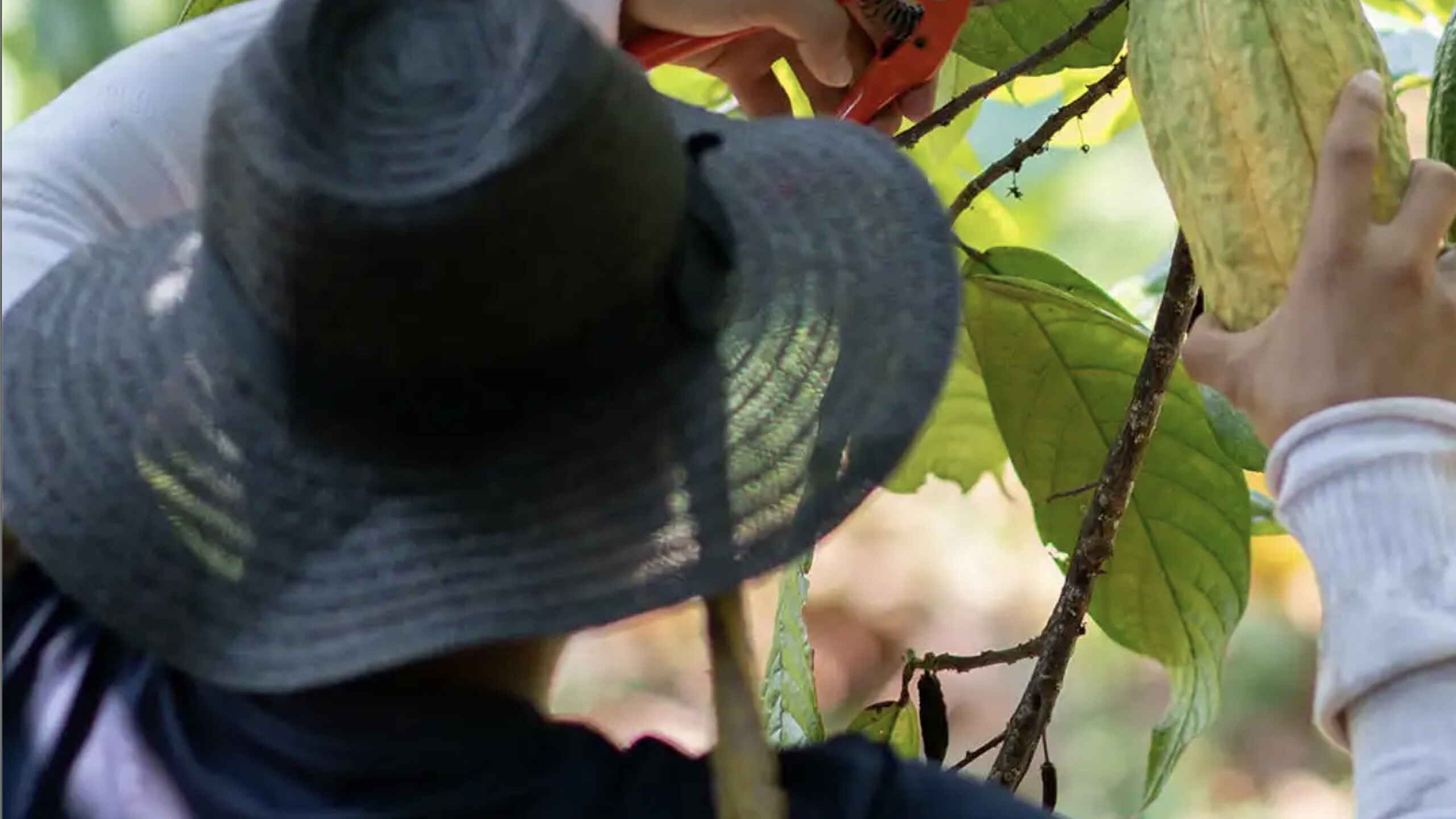 A farmer wearing a dark hat uses pruning shears to harvest cacao pods from a tree branch
