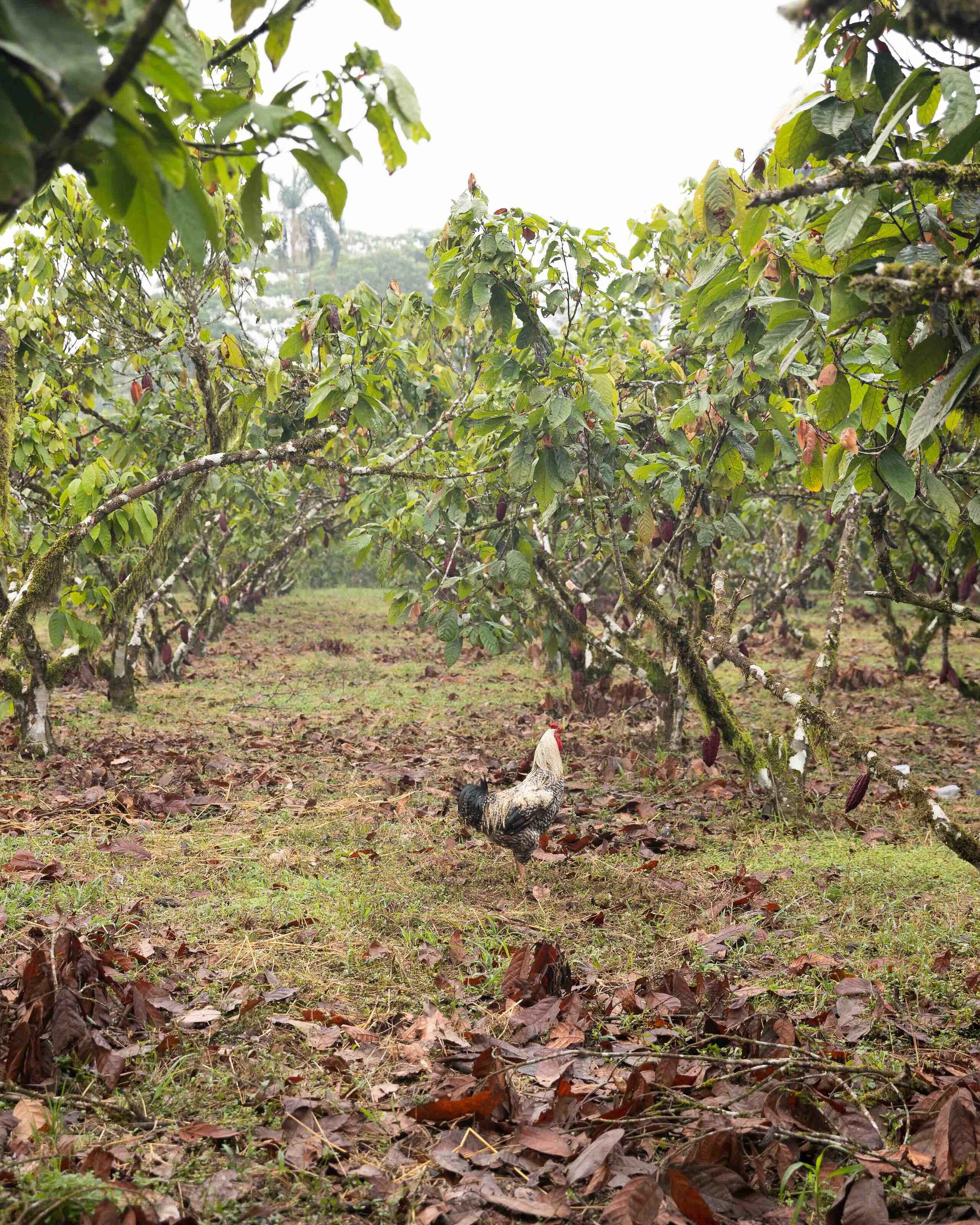 A rooster walks through a cacao plantation with mature pods growing on trees in rows
