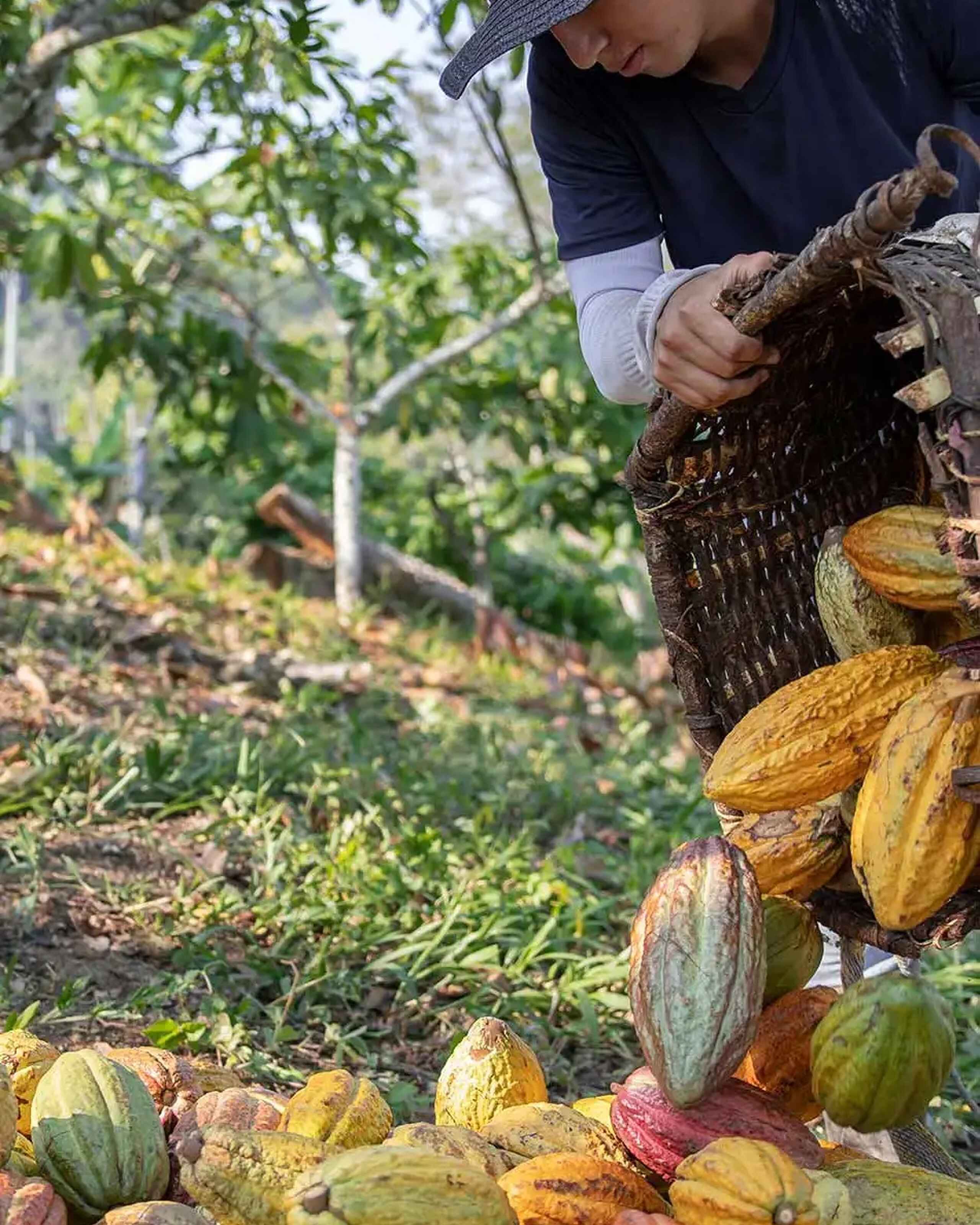 Farmer harvesting cacao pods from a tree in a tropical plantation setting