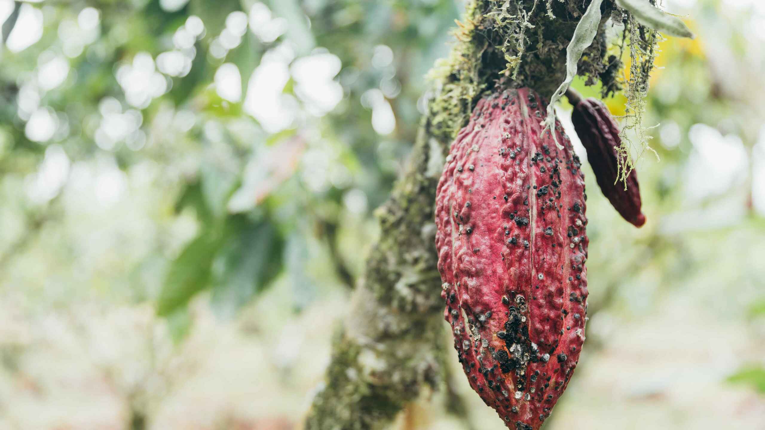 Ripe red cacao pod hanging from a moss-covered branch in a tropical forest