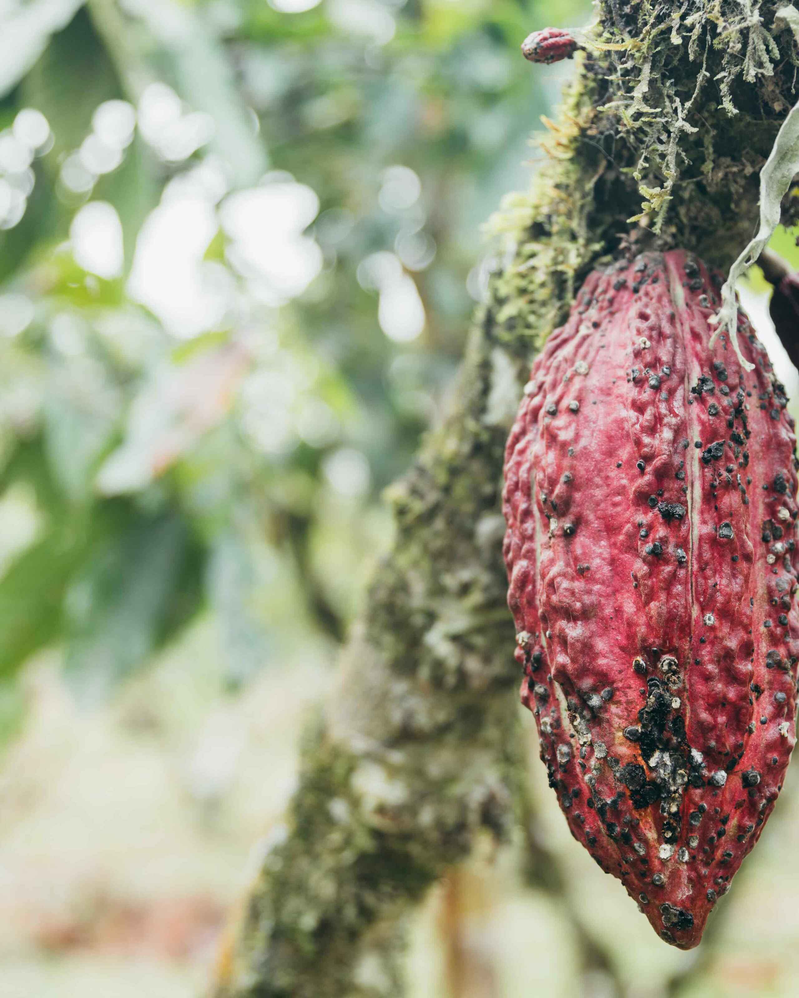 Ripe red cacao pod hanging from a moss-covered branch in a tropical forest