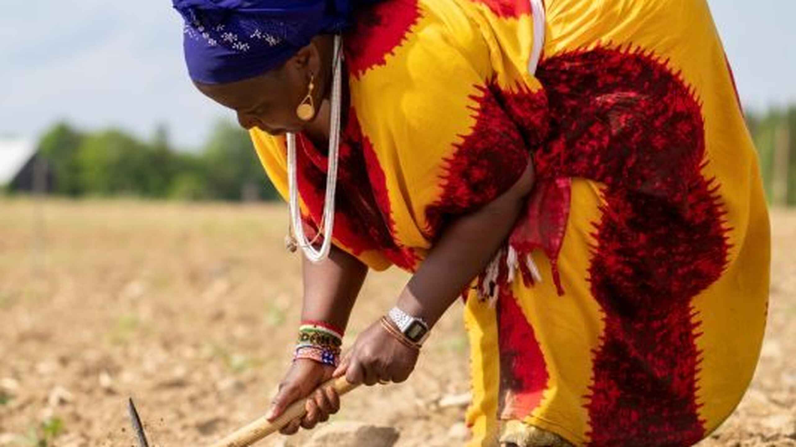 Woman in traditional dress using a hoe to till soil in an agricultural field