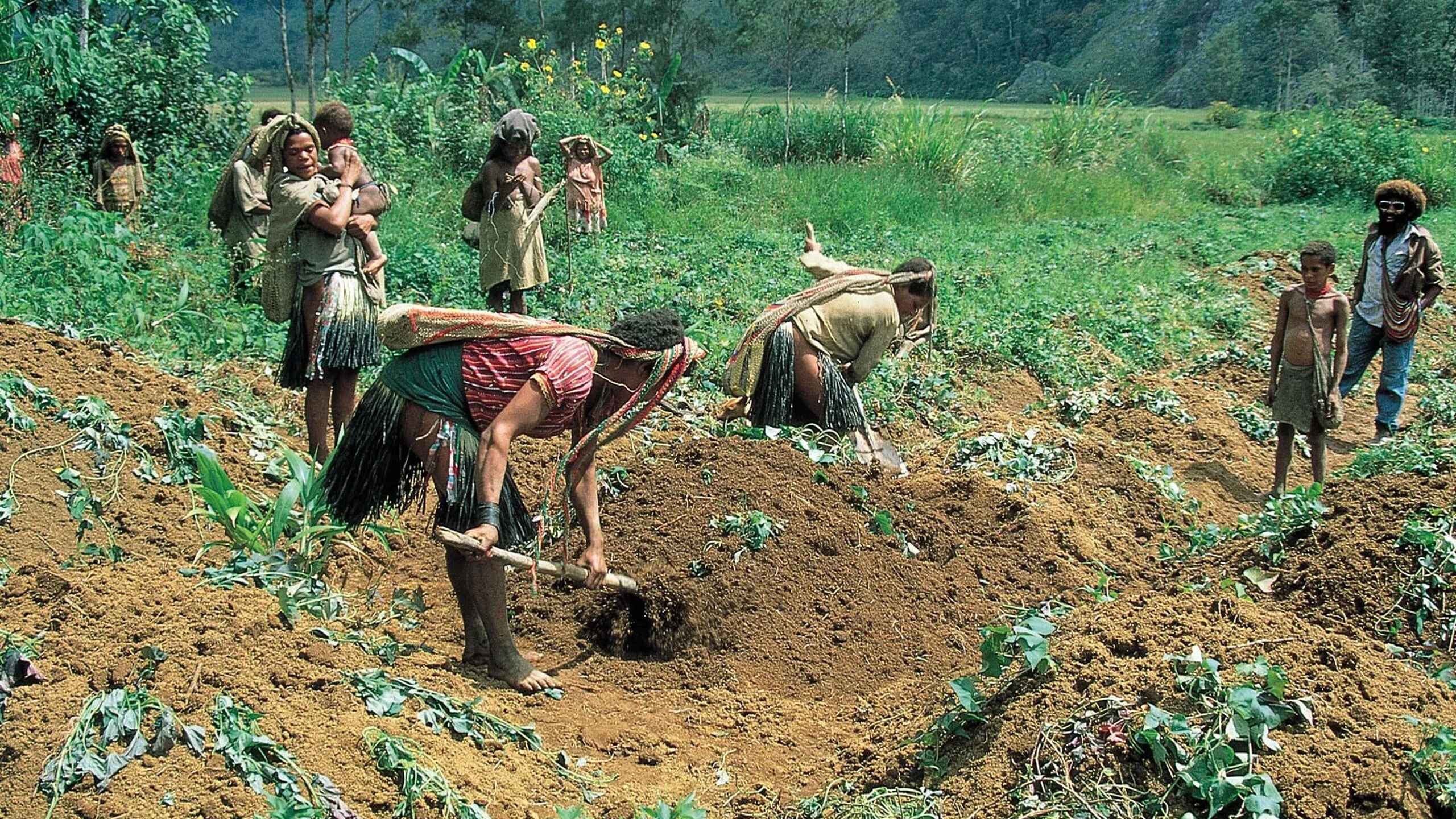 Indigenous community members in India cultivating crops in a cleared forest garden
