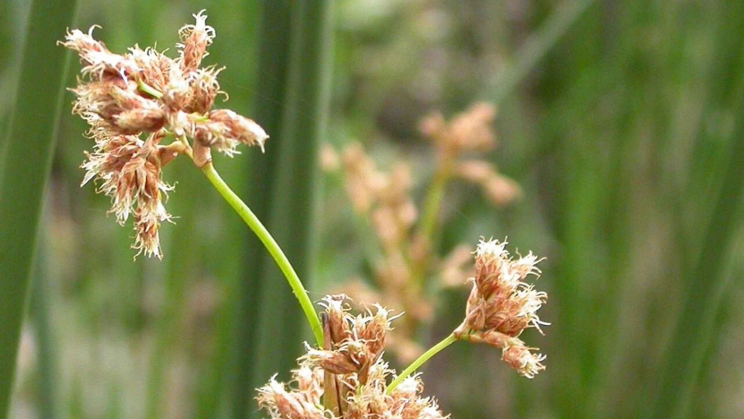 Close-up of dried seed heads with delicate, feathery structures on green stems against a blurred green background