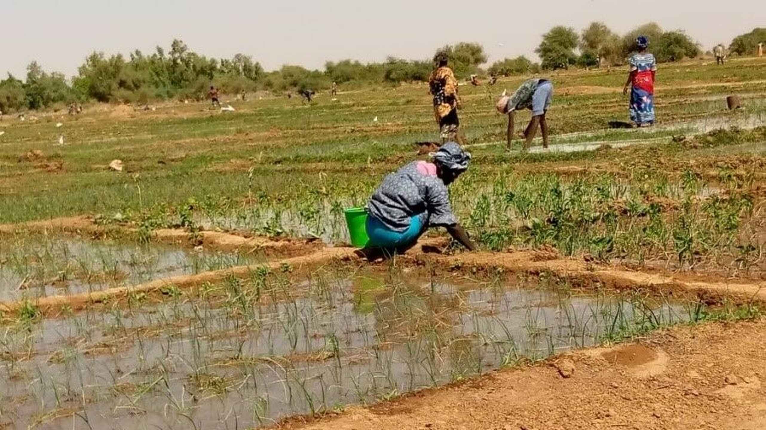 Farmer in Senegal crouches beside an irrigated rice field, tending to young rice plants in standing water