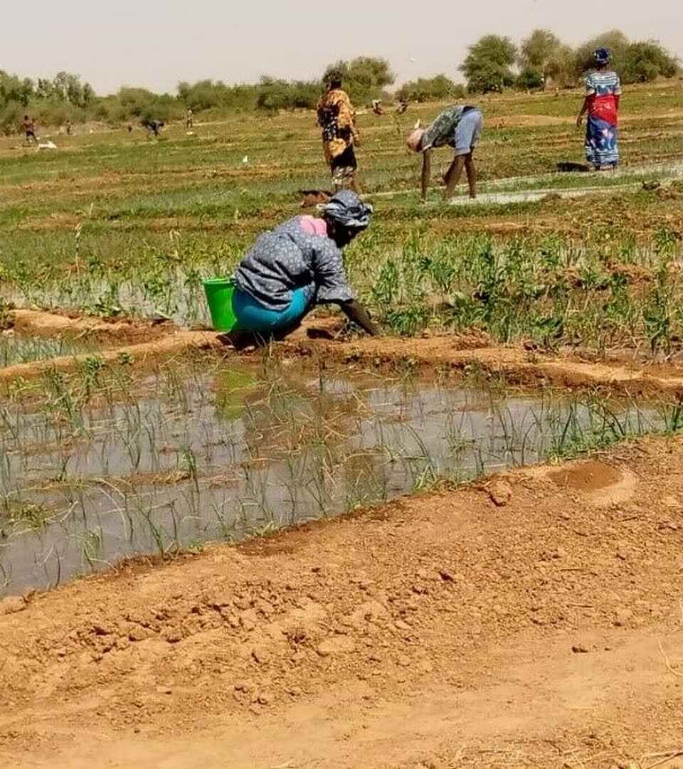 Farmer in Senegal crouches beside an irrigated rice field, tending to young rice plants in standing water