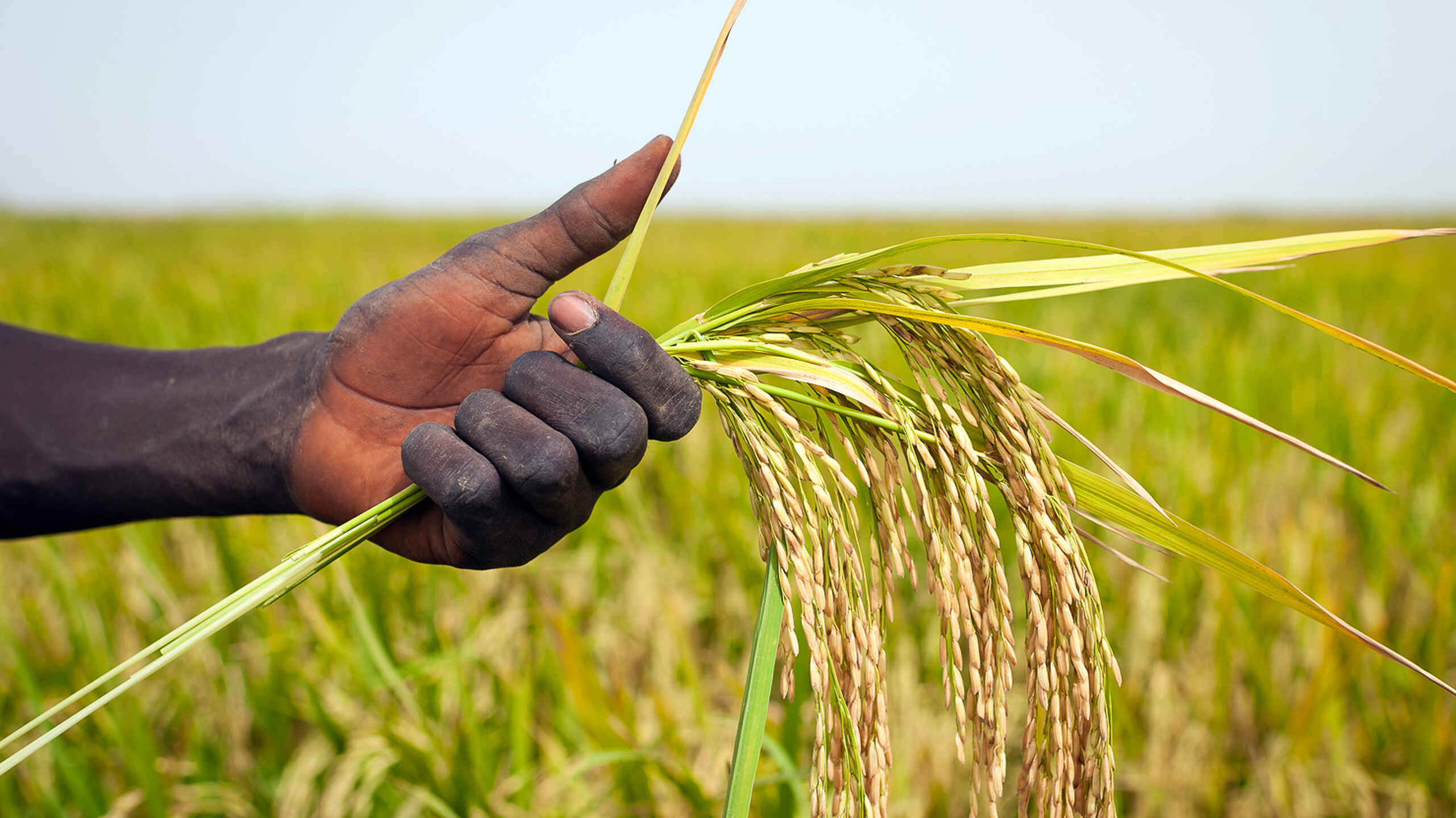 Farmer's hand holding mature grain stalks in a rice field