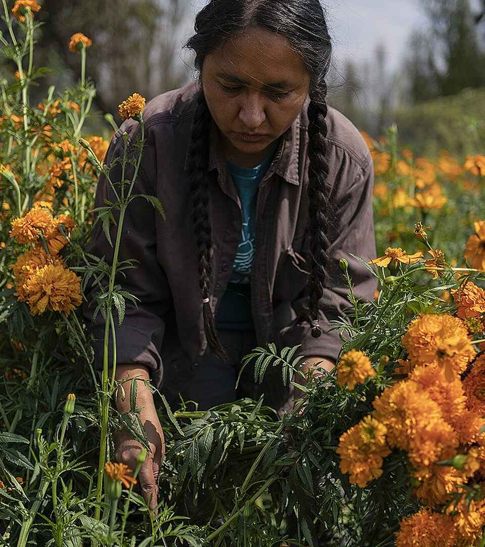 Woman harvesting marigolds in a traditional Xochimilco chinampas garden