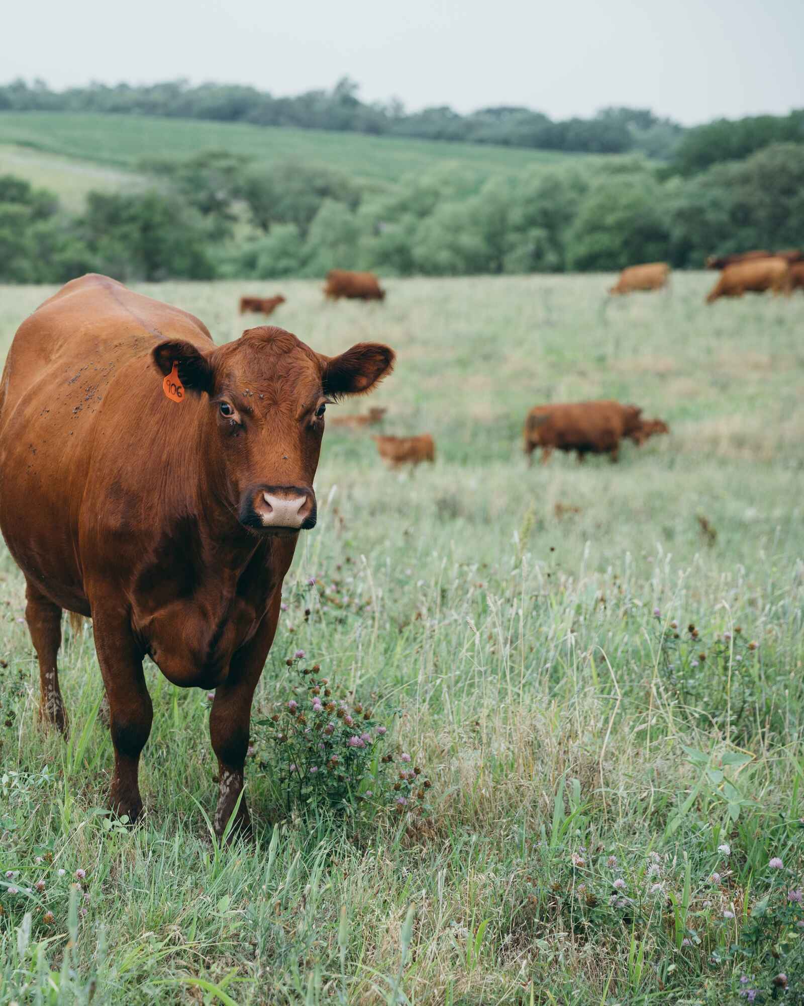 Brown cow standing in a pasture with a herd grazing in the background and rolling green hills beyond