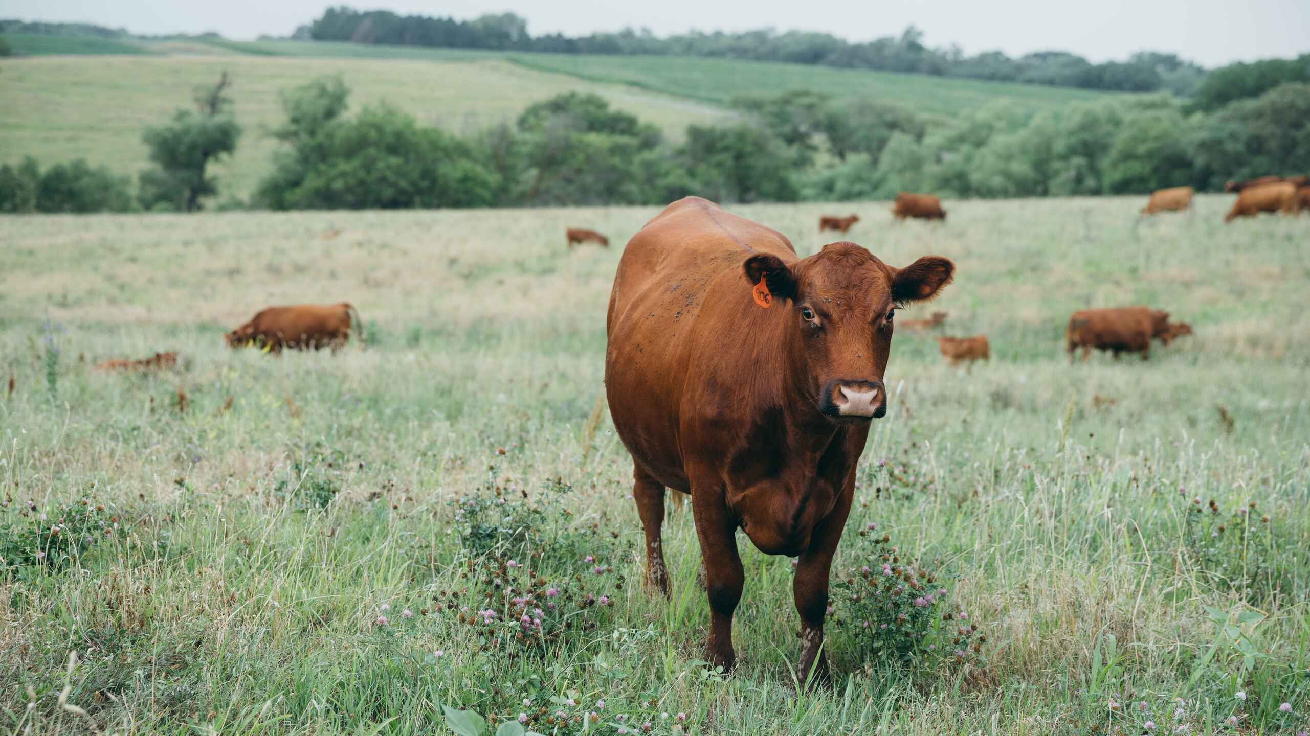 Brown cow standing in a pasture with a herd grazing in the background and rolling green hills beyond