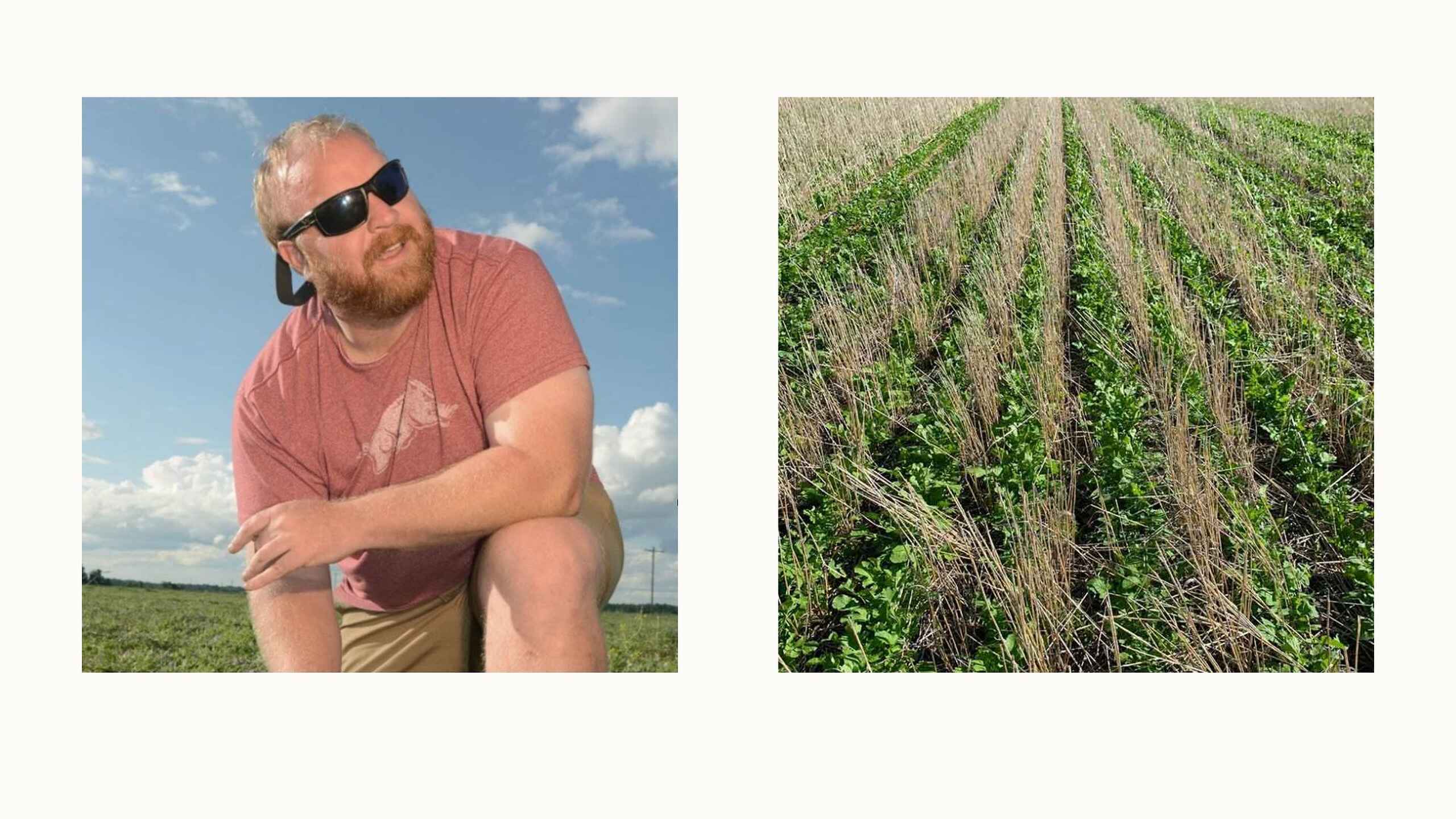 Adam Chappell stands in a cover crop field during the growing season
