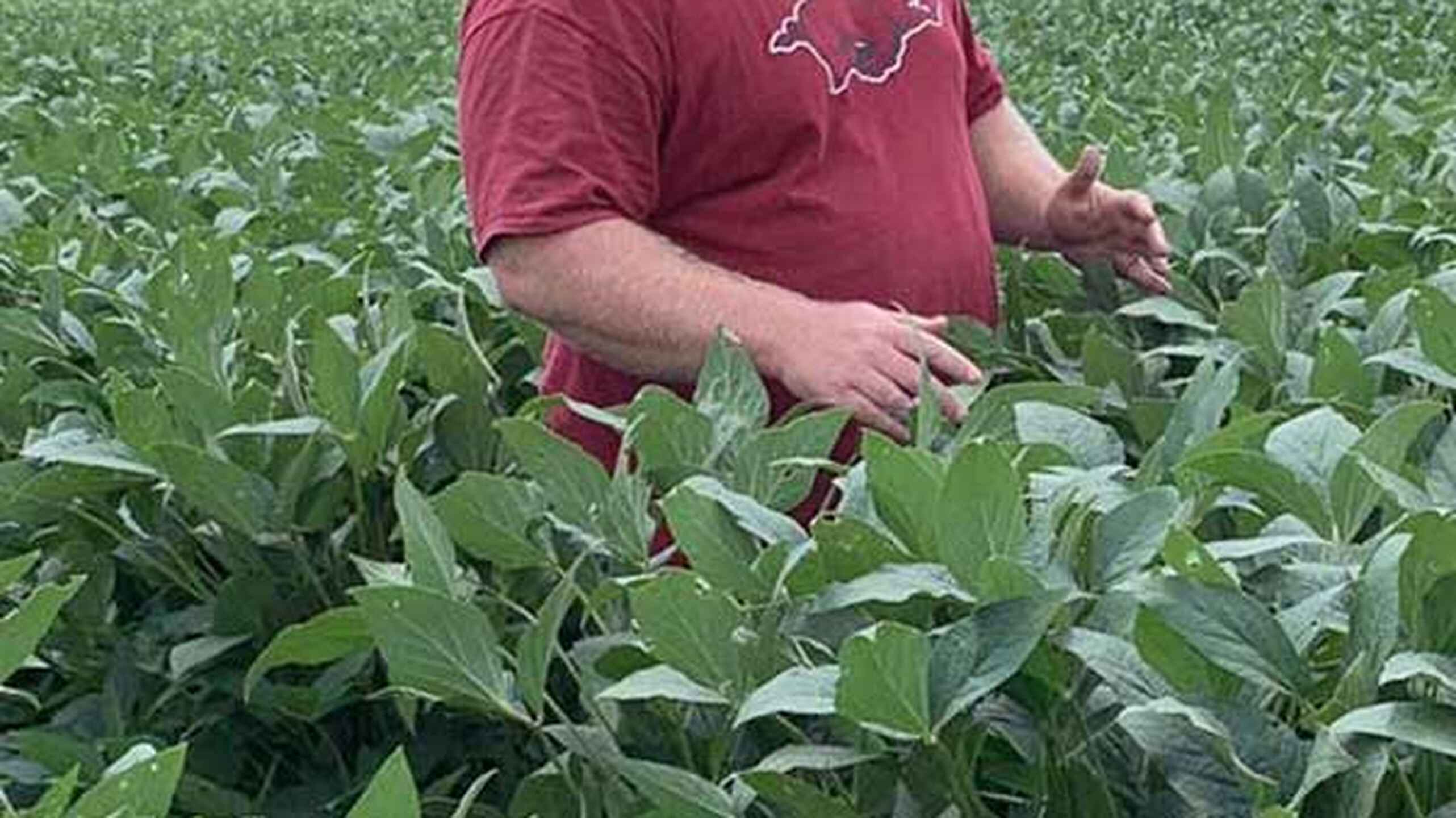 Adam Chappell stands in a soybean field, with a cotton field inset below
